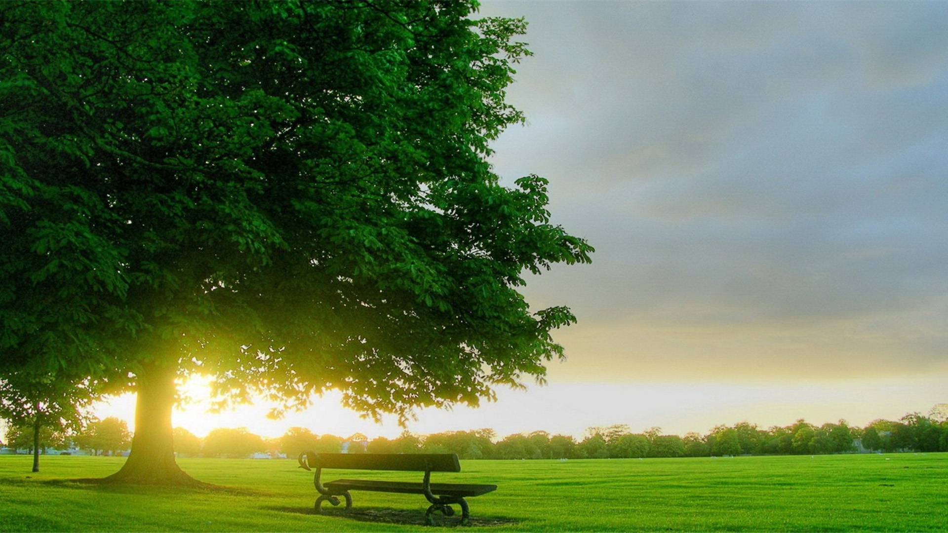 春意盎然,草地,公园,长凳,日出,阳光