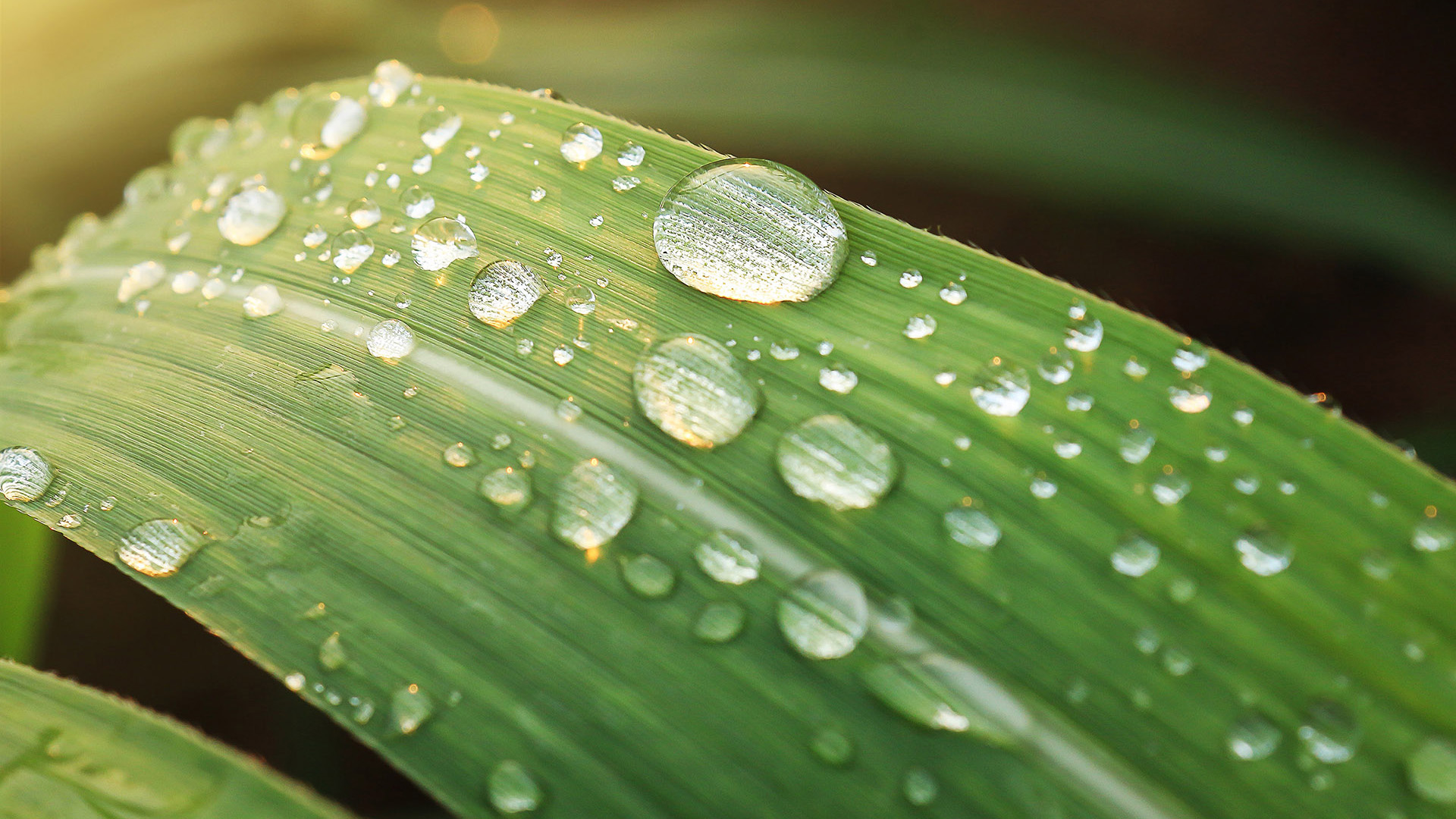 护眼壁纸,水珠,晨露,阳光,绿叶