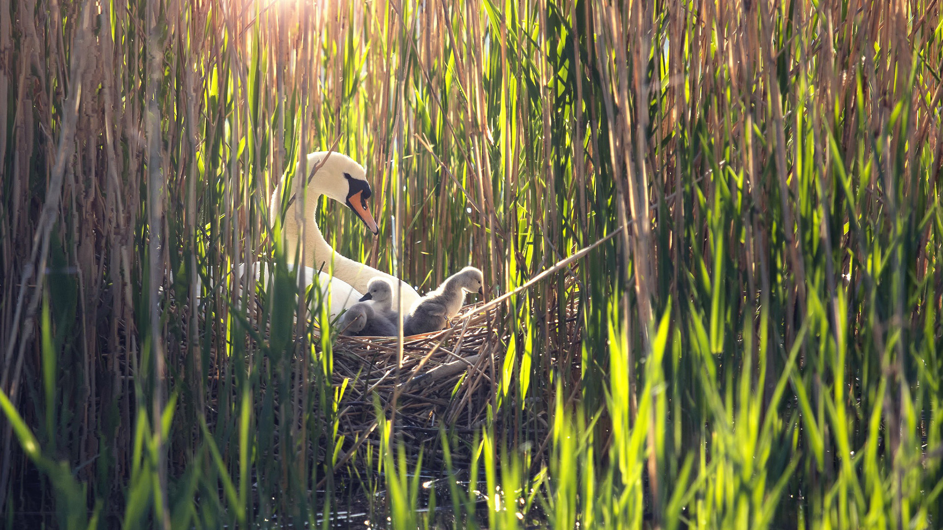 自然风光,天鹅,芦苇