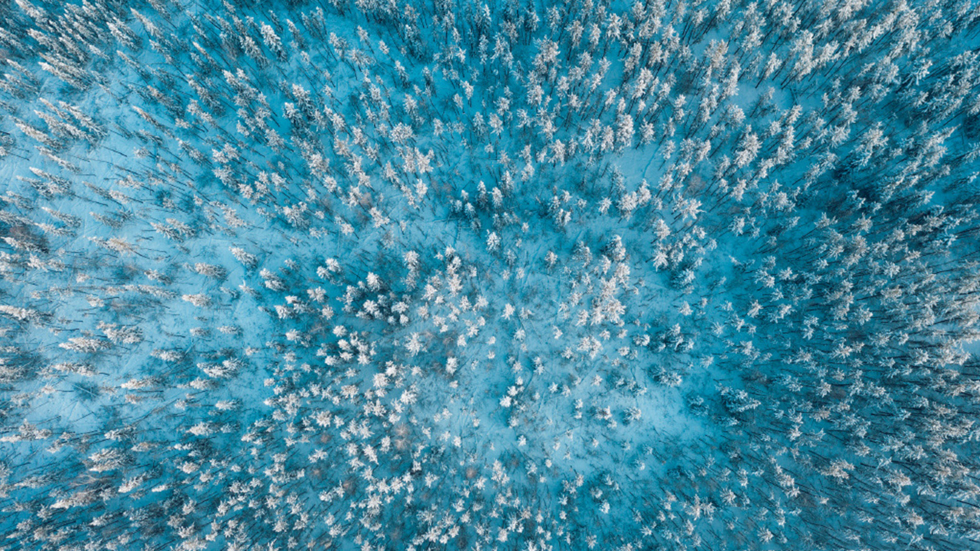 冰天雪地,森林,航拍,俯视