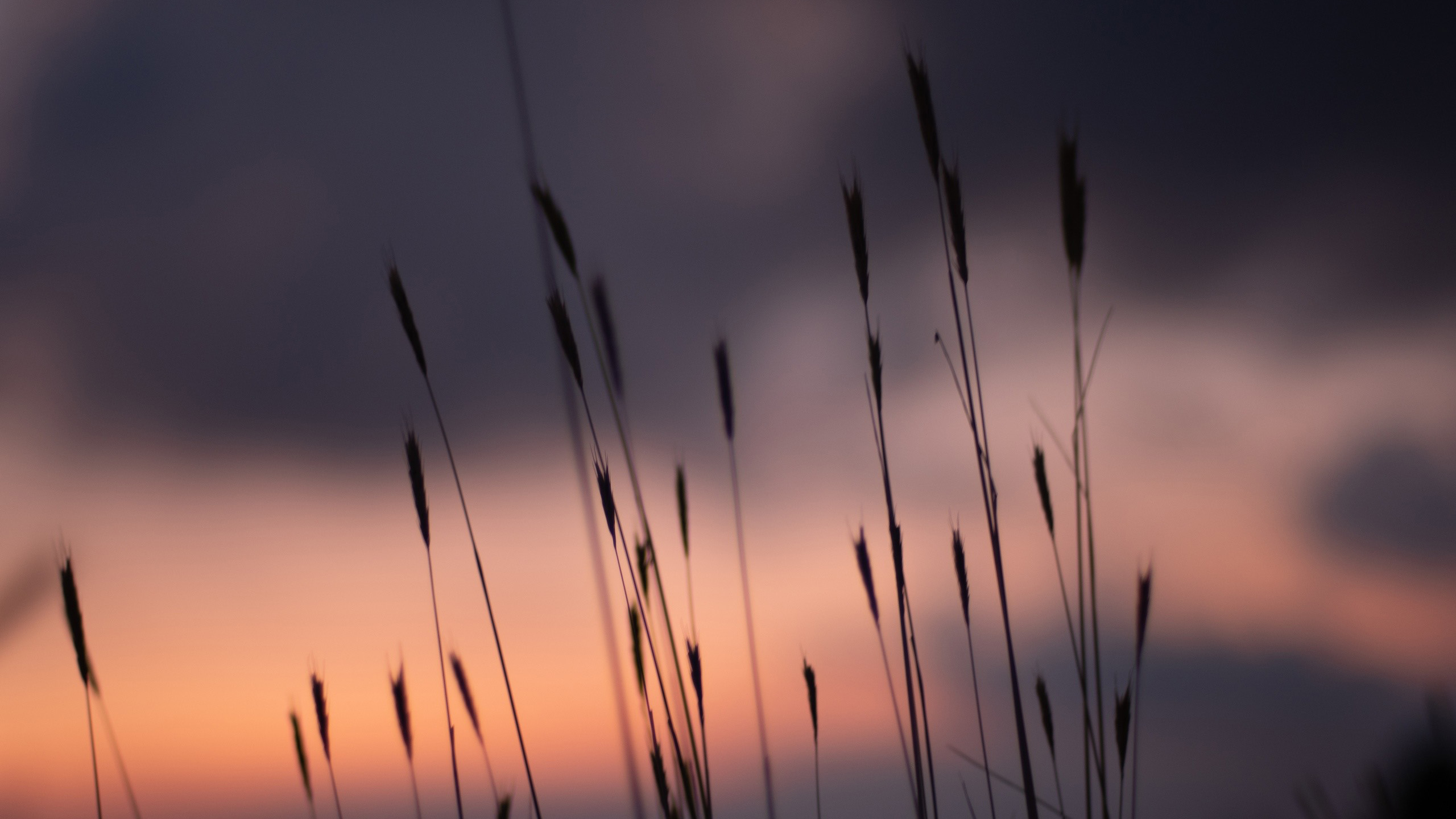 静物写真,芦苇,晚霞,黄昏