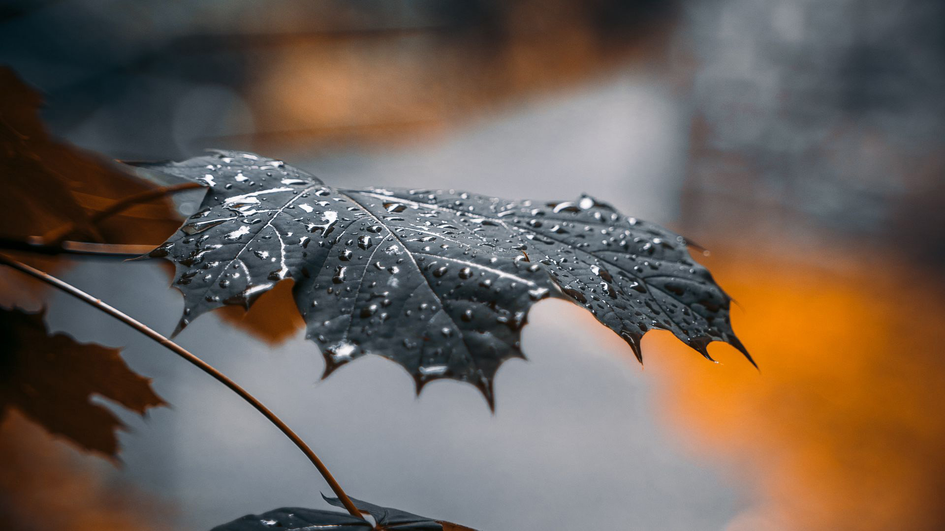 静物写真,树叶,雨滴,梧桐