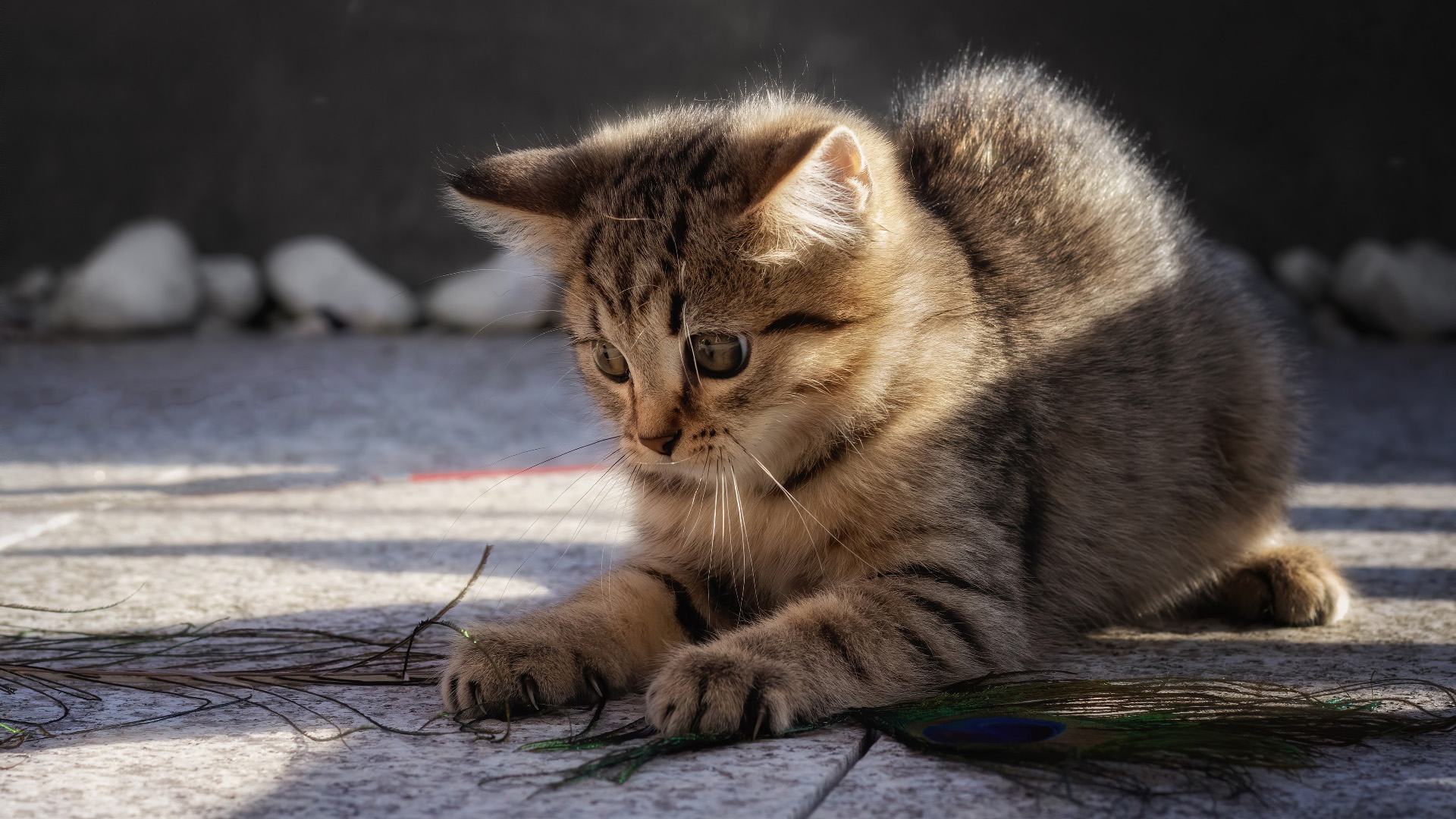 猫星人,猫咪,花猫,玩耍,嬉戏,阳光