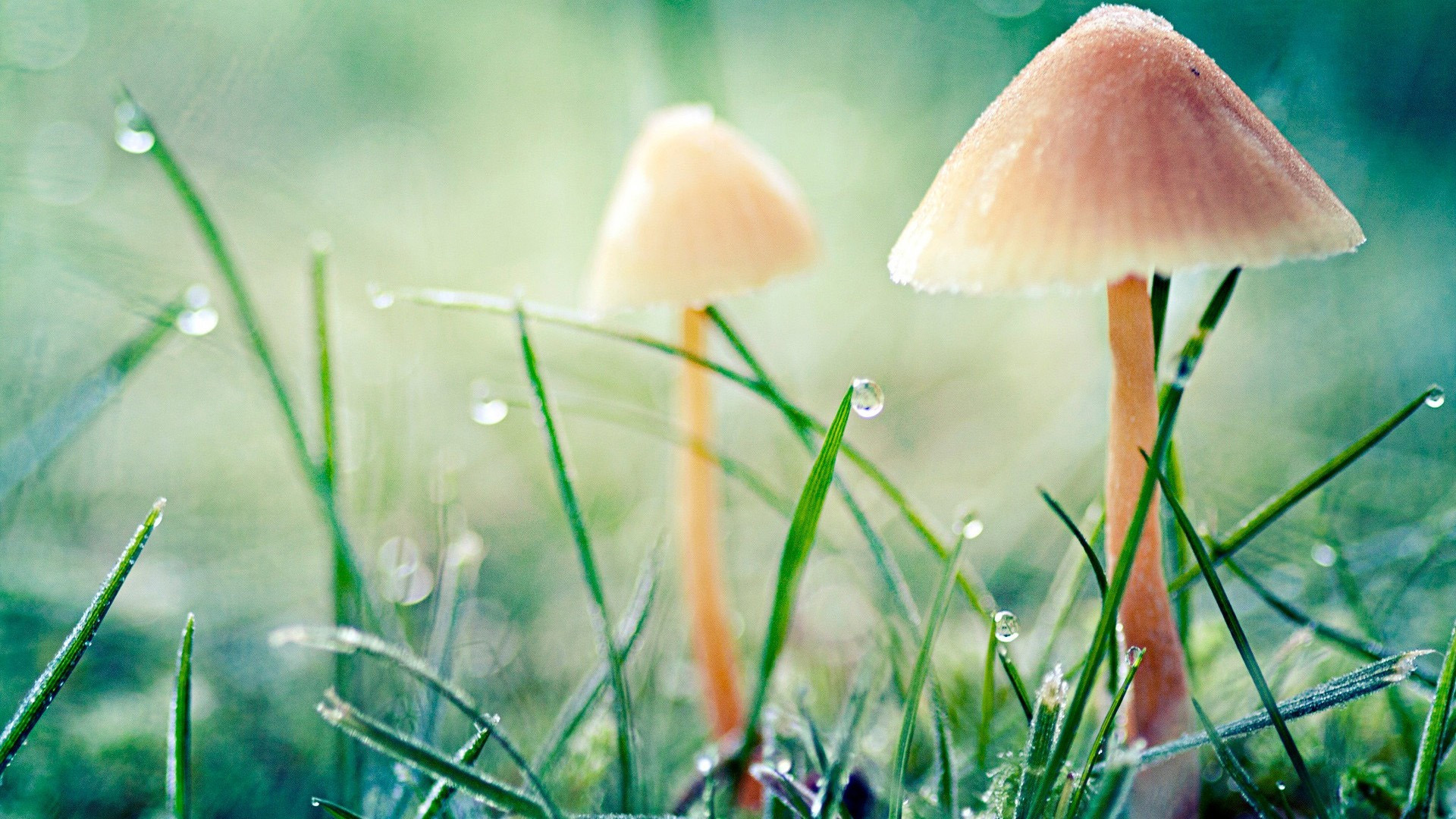 护眼壁纸,草地,蘑菇,露水,希望