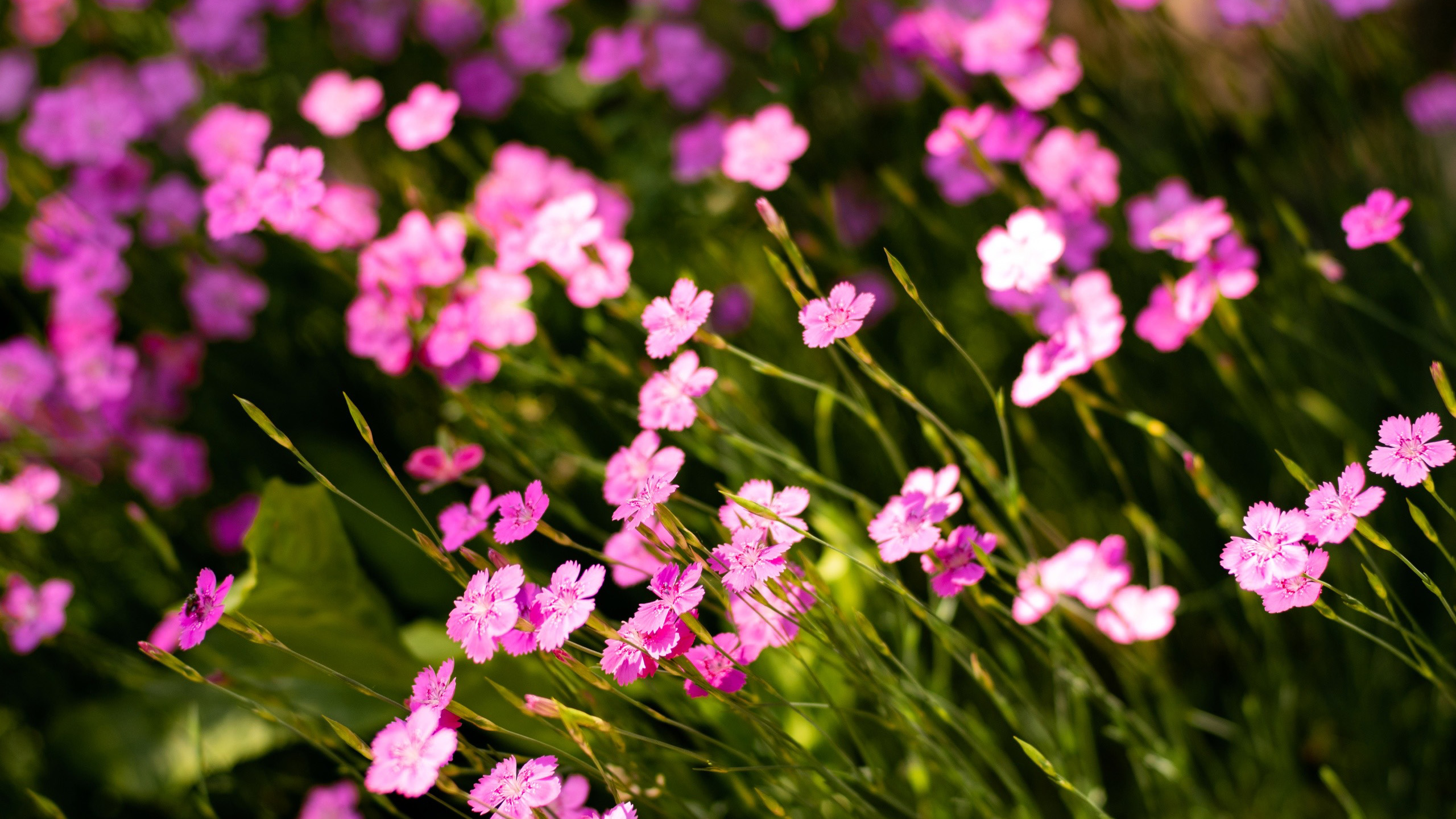 鸟语花香,小碎花,花丛