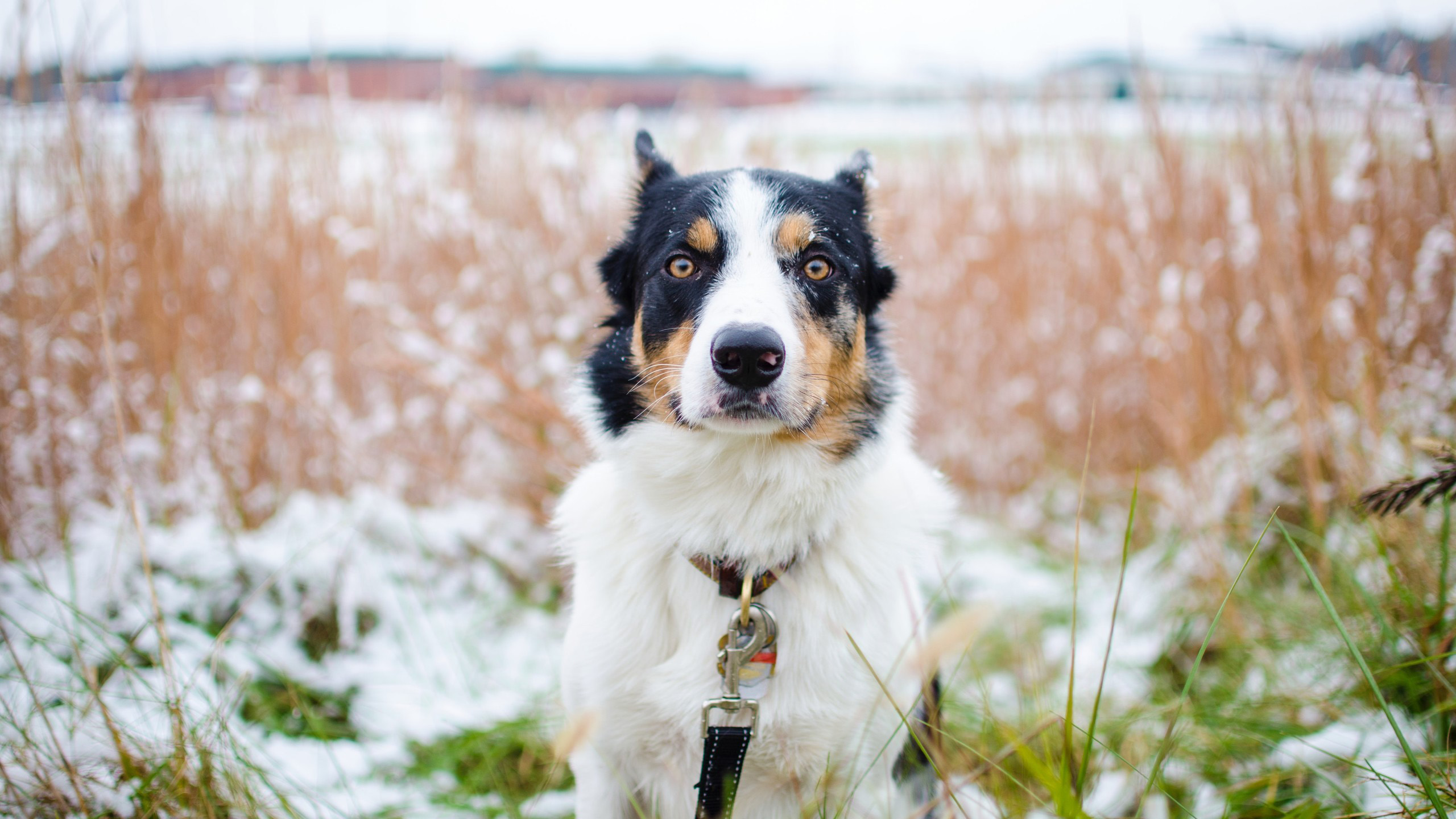 汪星人,哈士奇,二哈,呆萌,傻狗