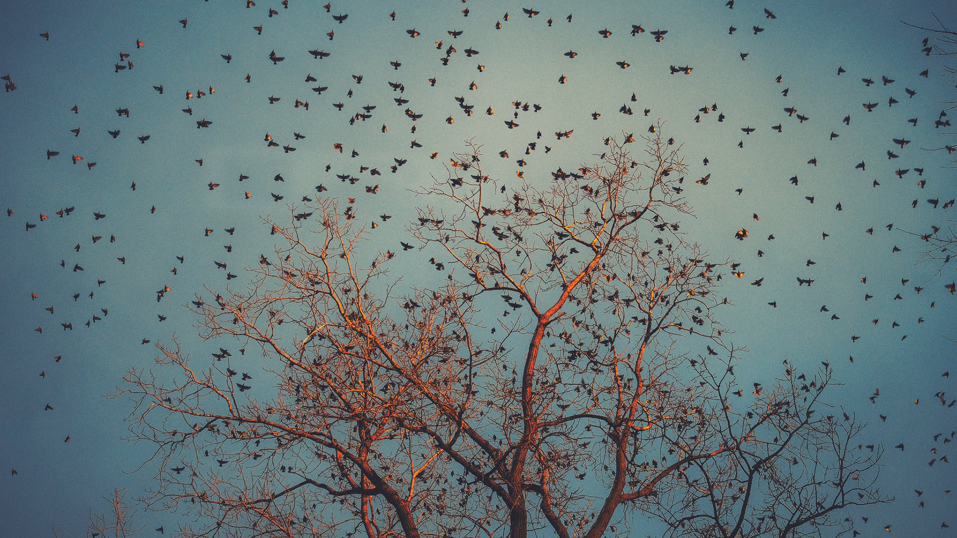 自然风光,古树,飞鸟,密集恐惧