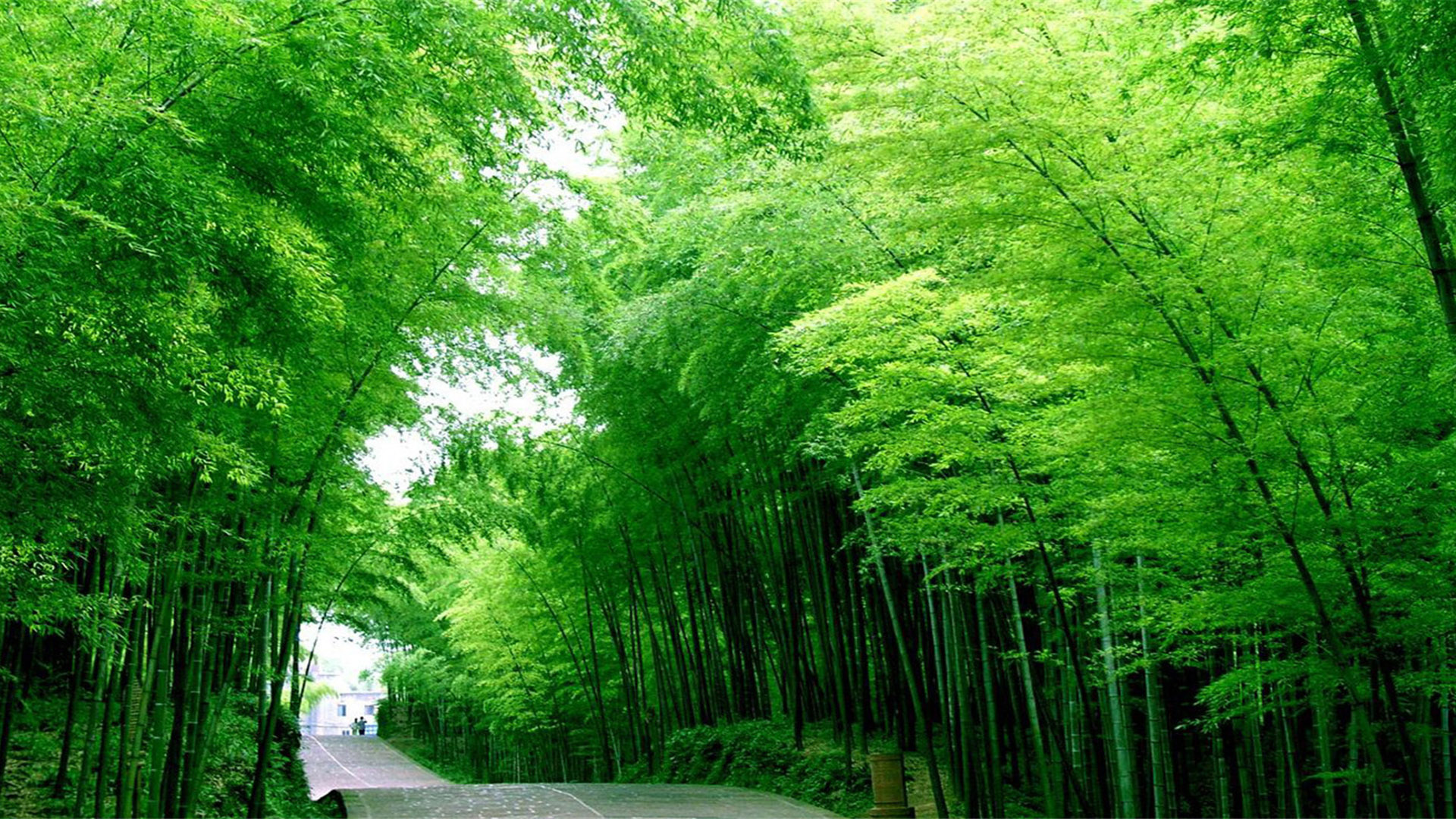 炎炎夏日,竹林,小路,翠绿