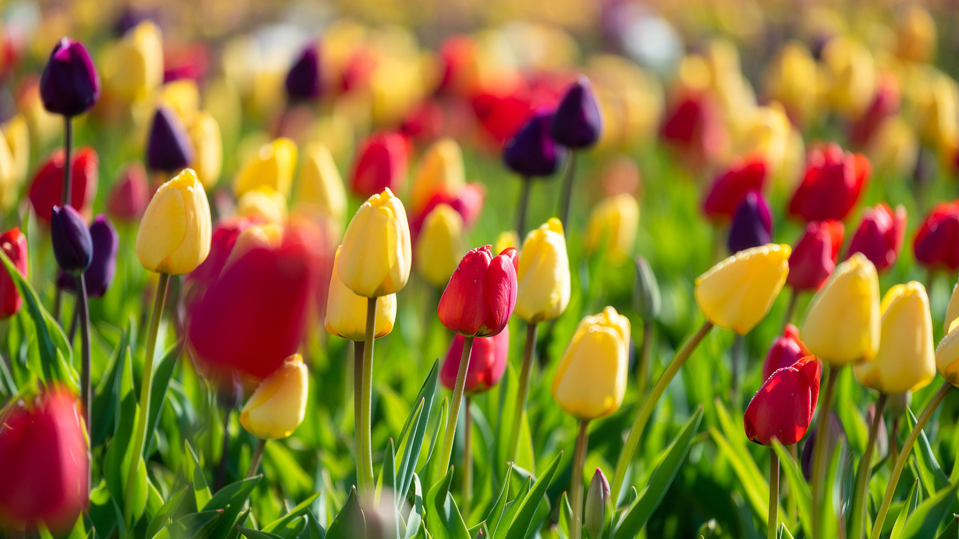 娇艳欲滴,郁金香,花田,鲜艳