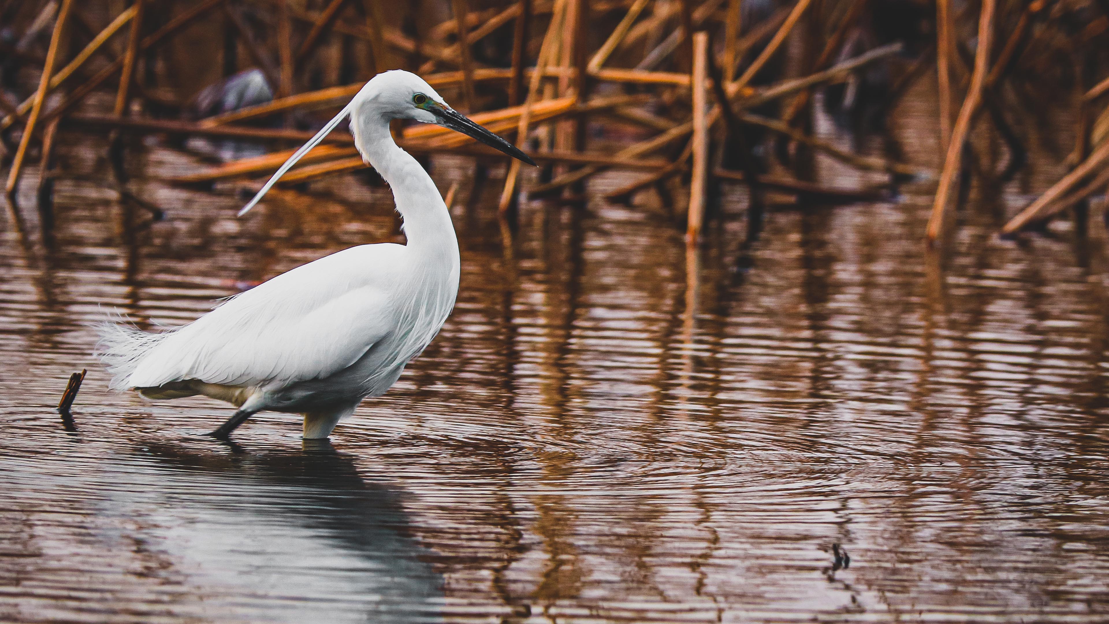 小鸟天地,江,捕鱼,鹤,大鸟