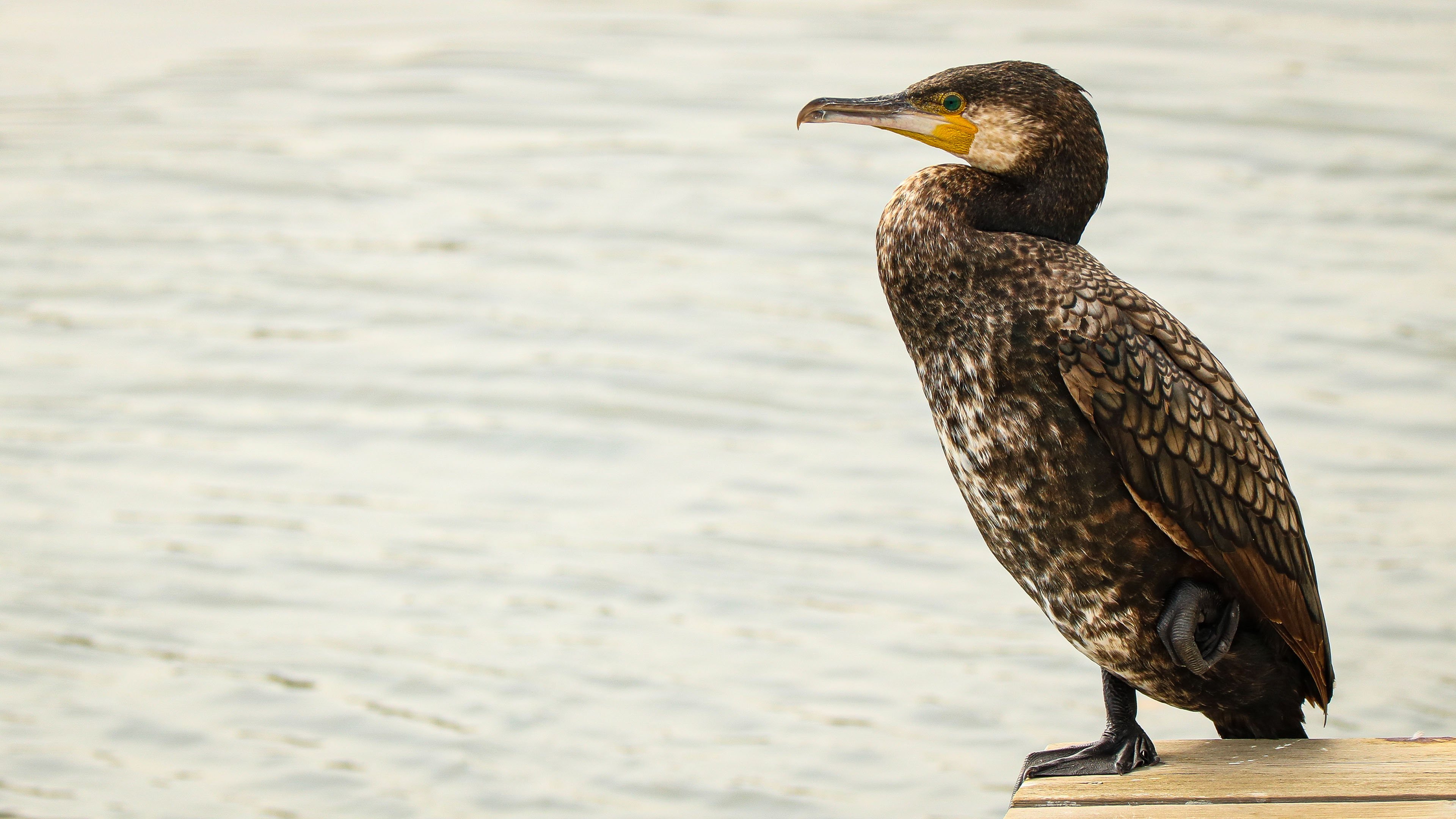 小鸟天地,大海,海岸,捕鱼