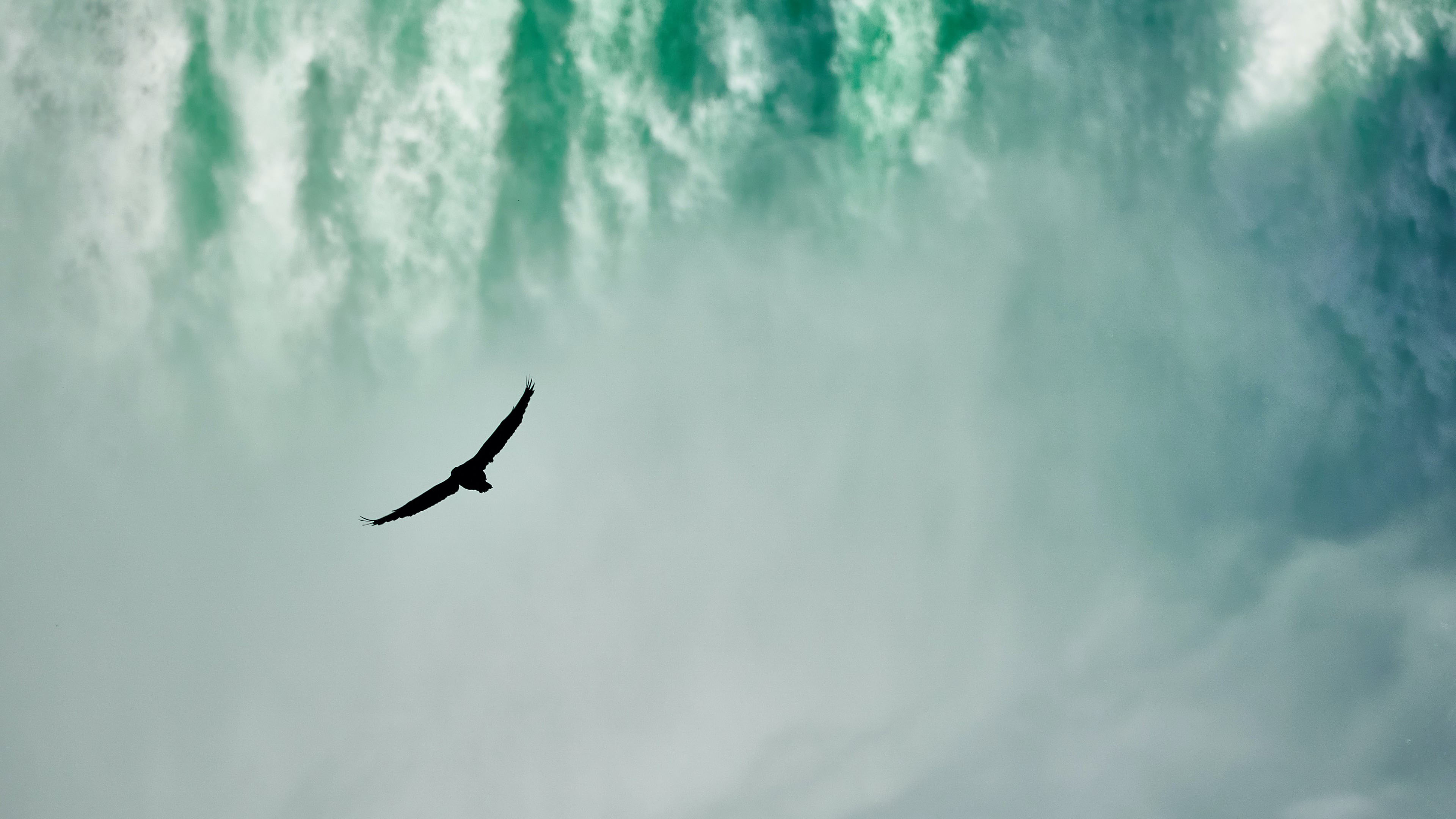 海浪,老鹰,大海,壮阔,巨浪