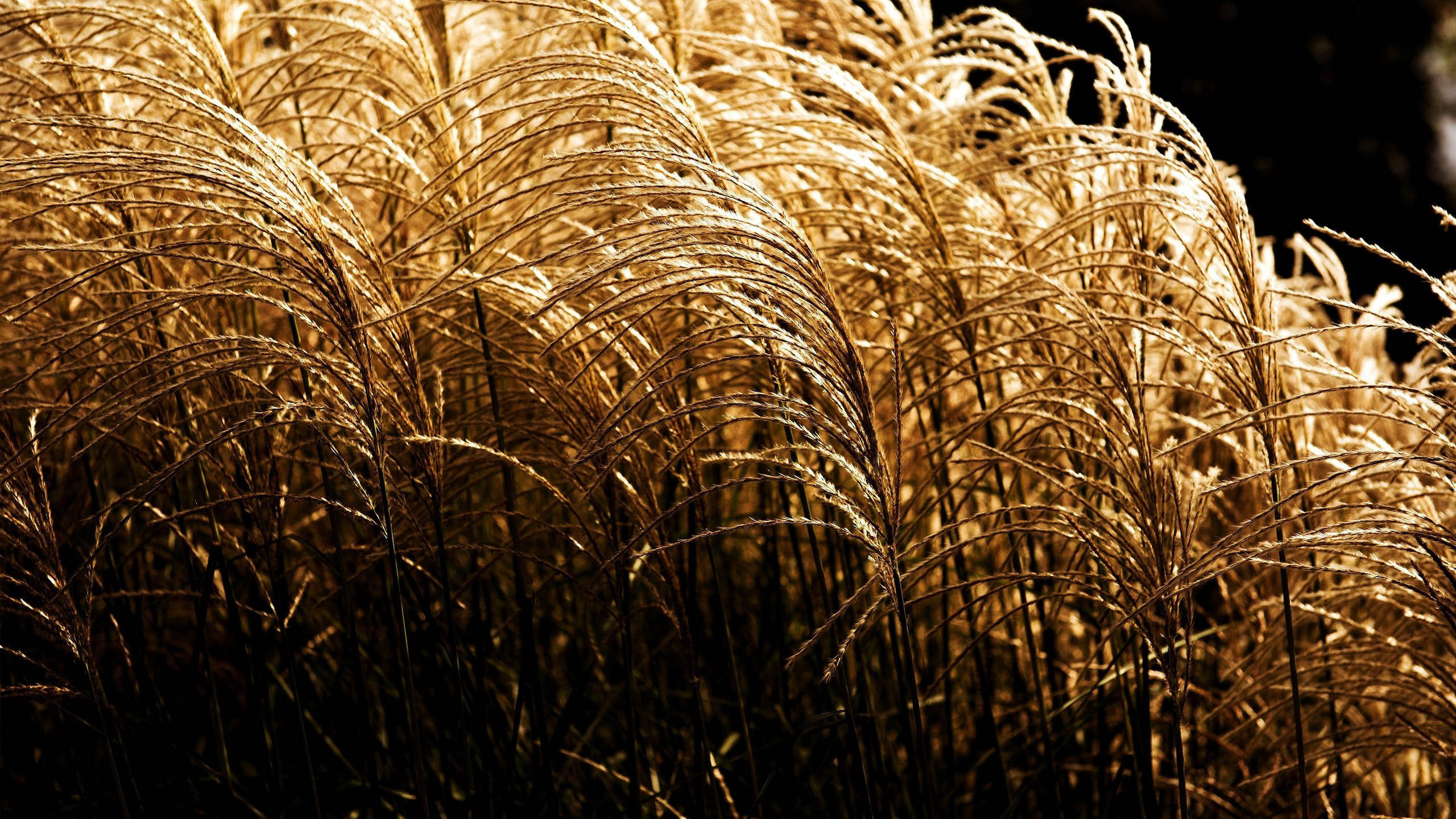 自然风光,芦苇,秋天,郊外