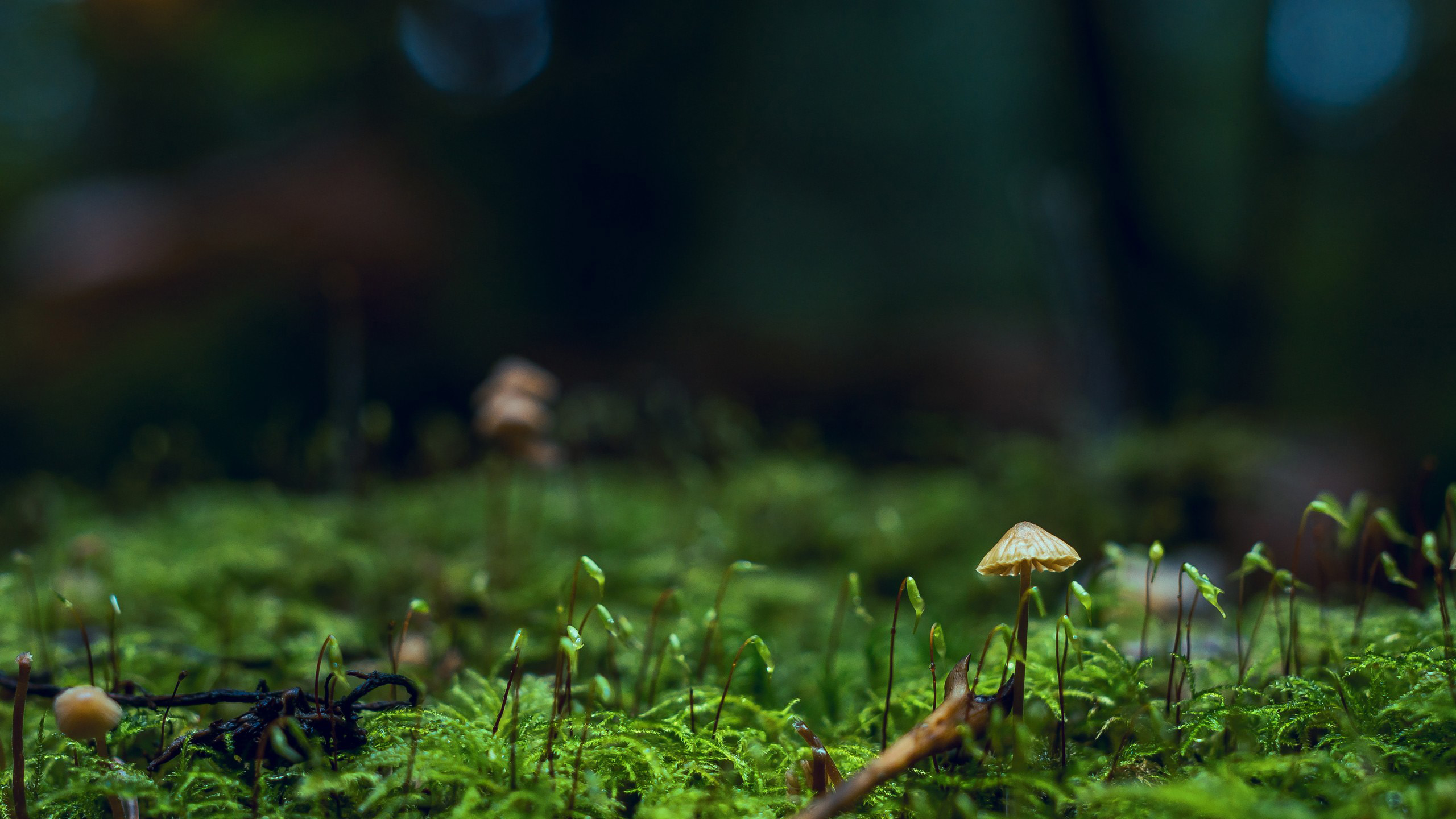 护眼壁纸,草地,蘑菇,青苔,萌芽