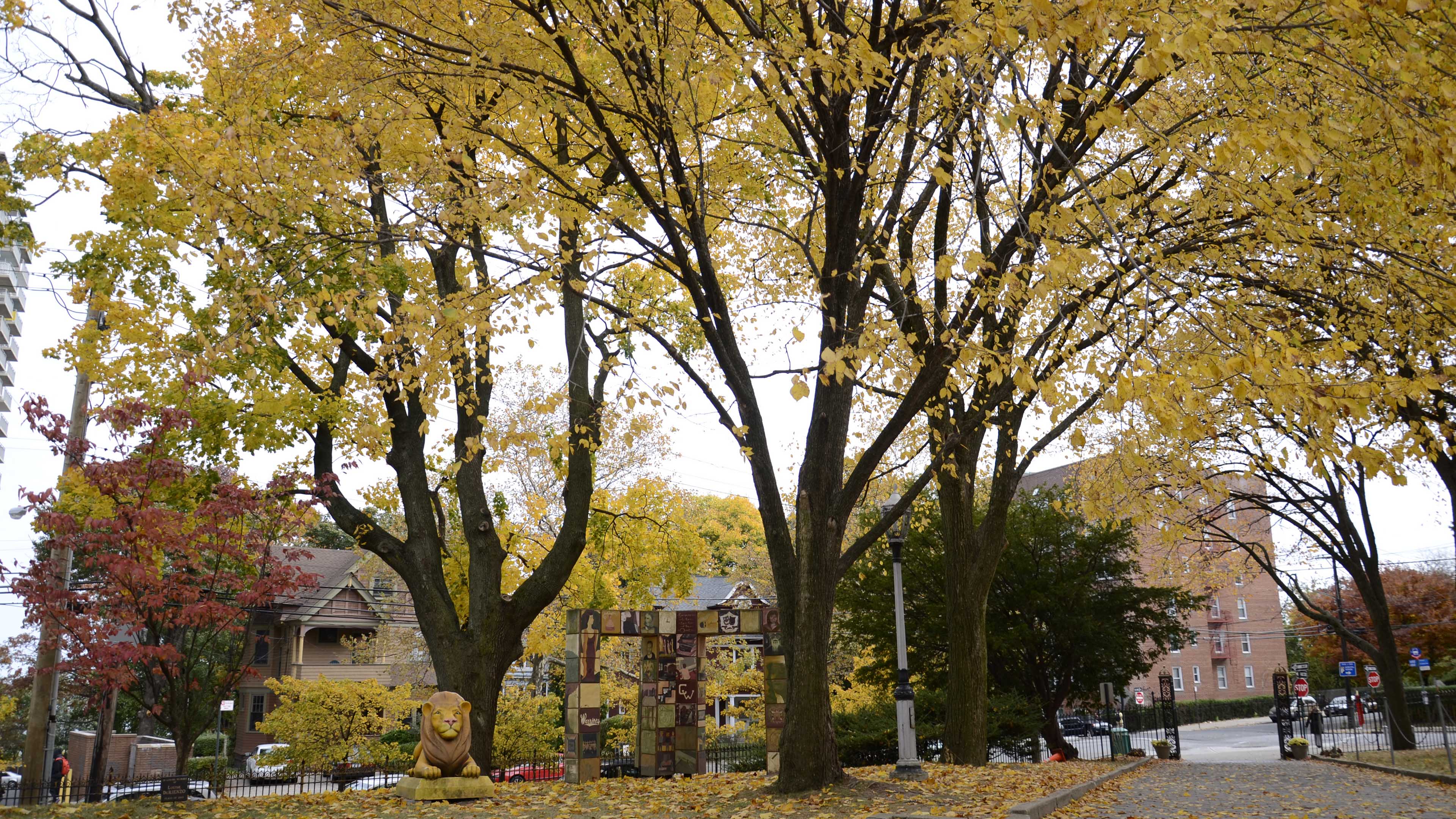 秋意正浓,银杏,落叶,黄叶,城市