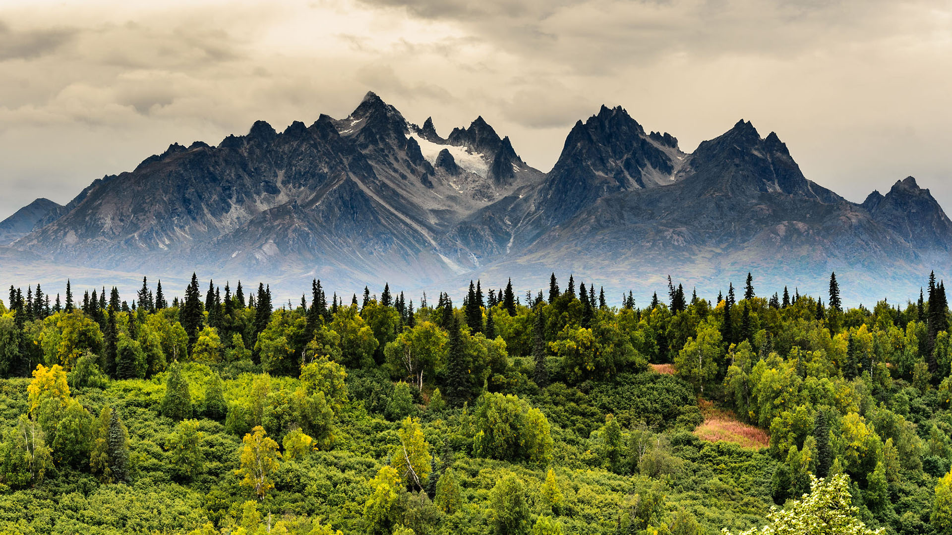 自然风光,树林,雪山,迷雾,柏树