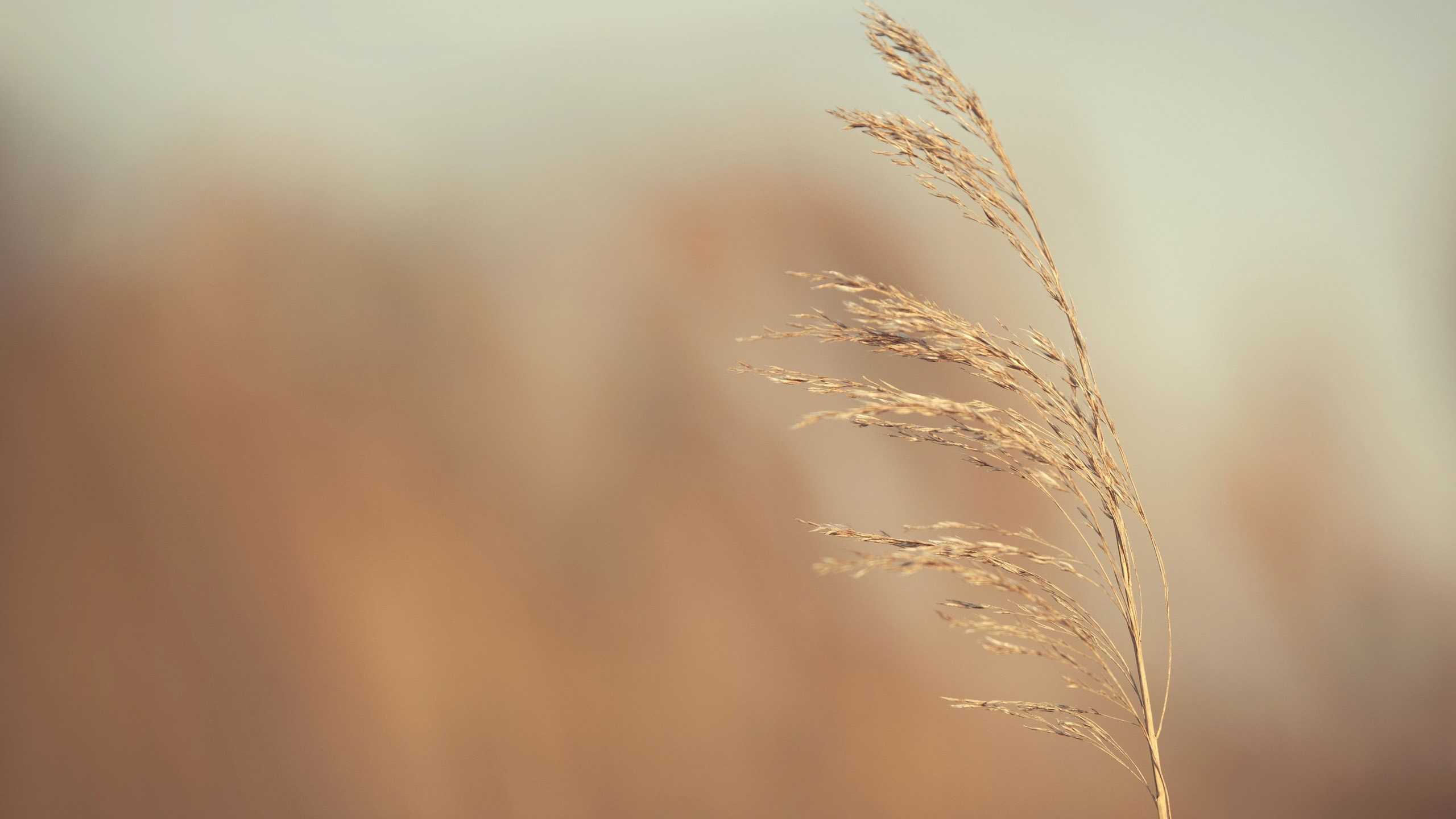 自然风光,芦苇,秋天,微风