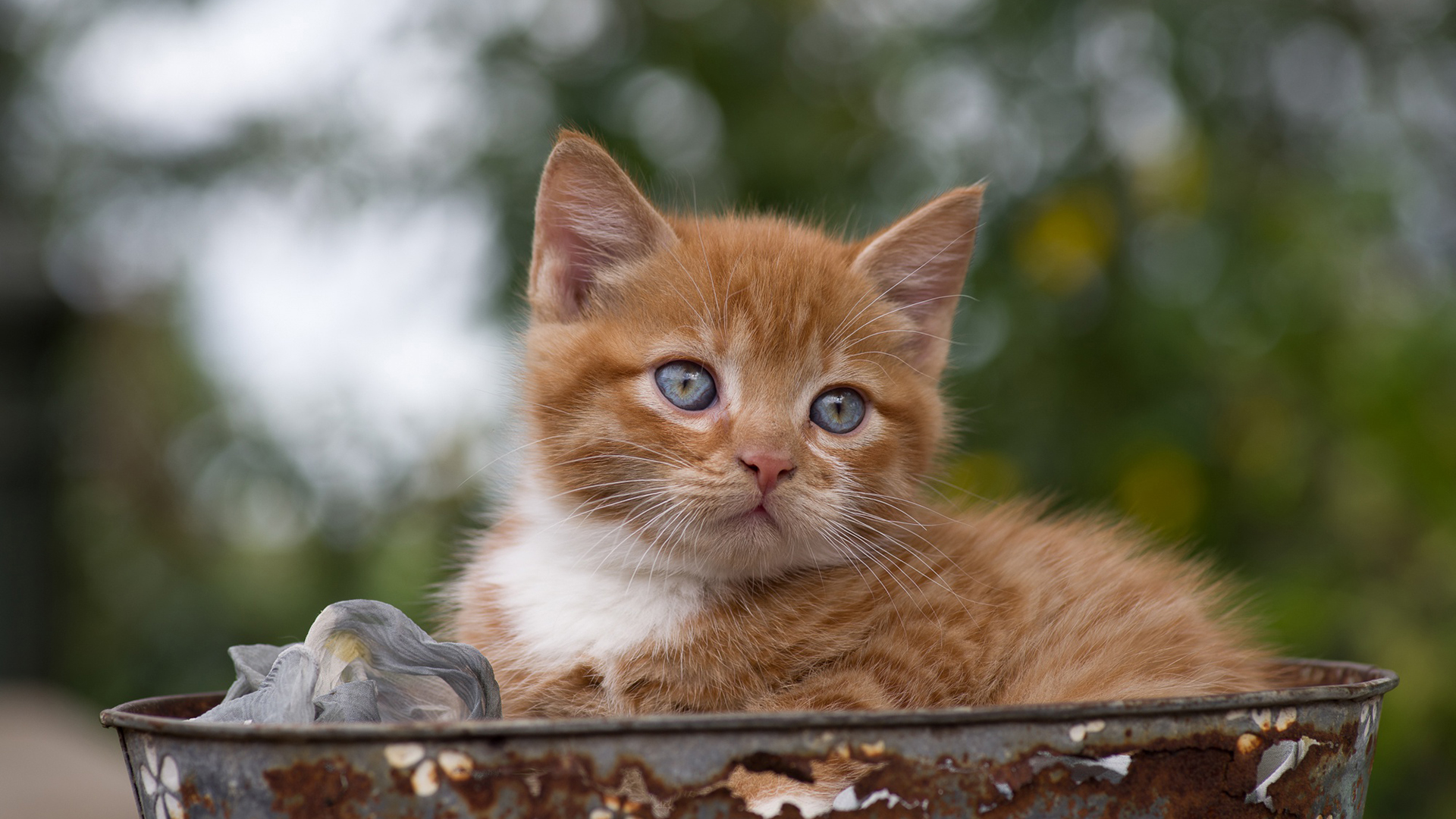 喵星人,奶猫,猫咪,可爱