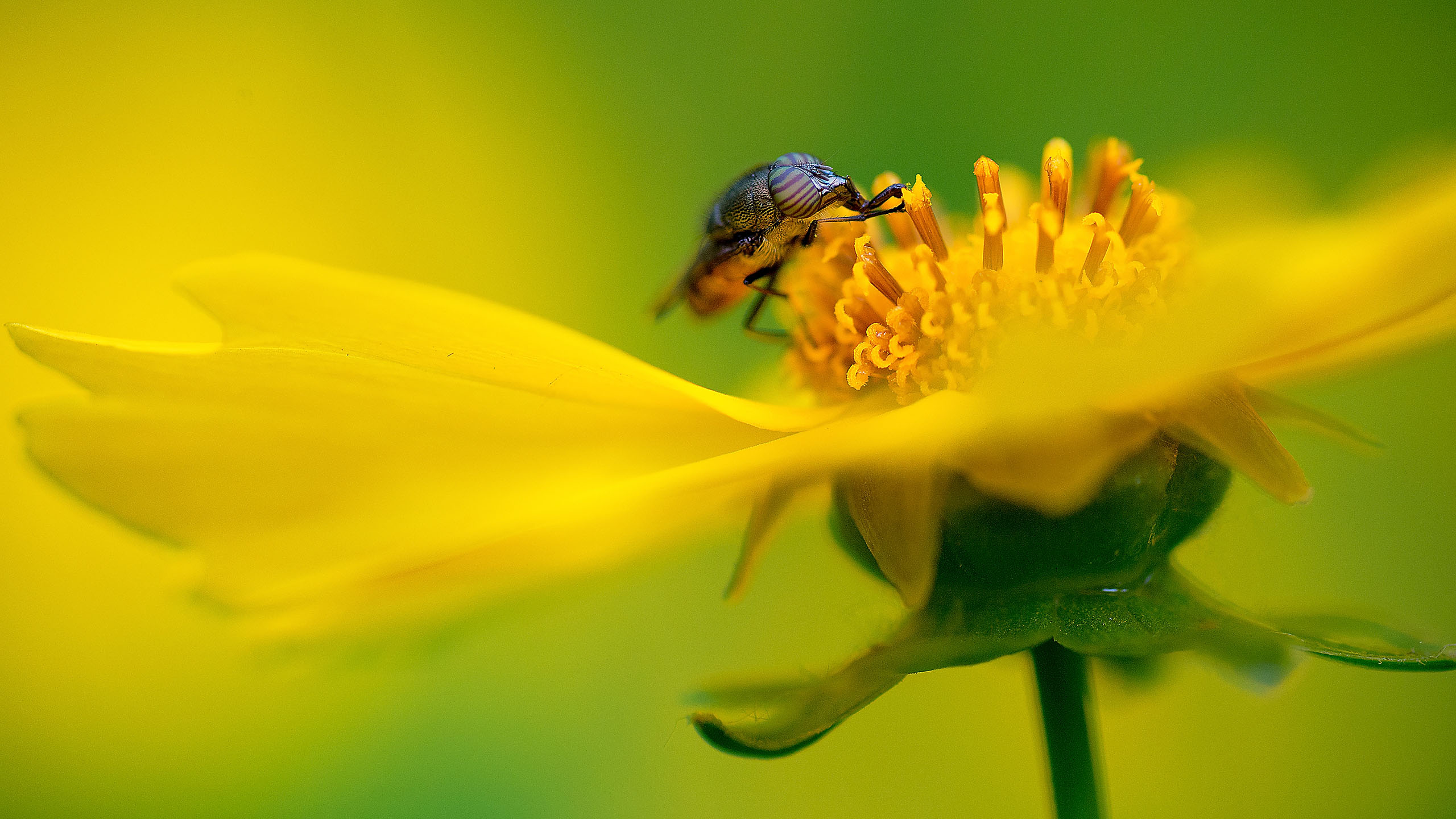 鸟语花香,蜜蜂,菊花,花蕊