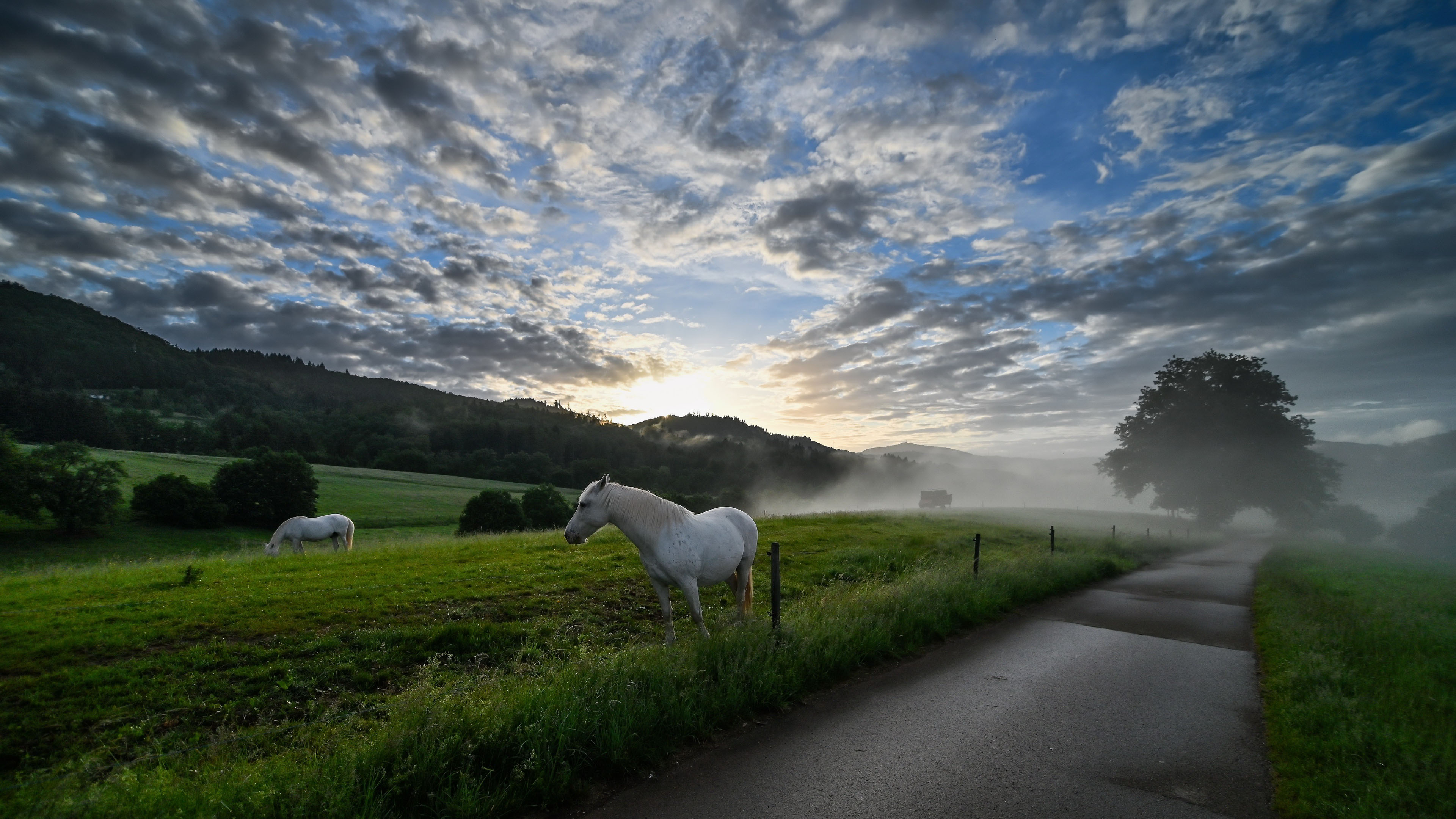 白马,骏马,庄园,日出,草原