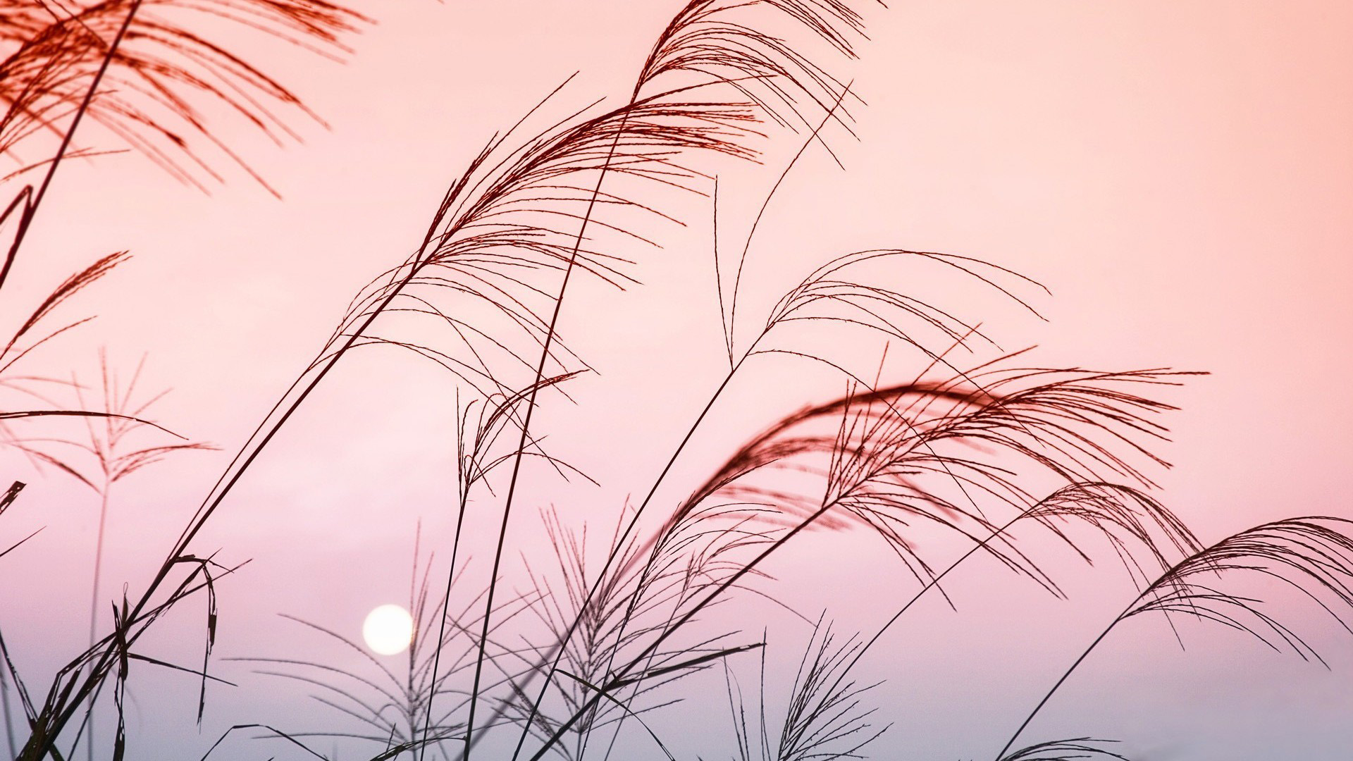 落日余晖,芦苇,夕阳,晚霞