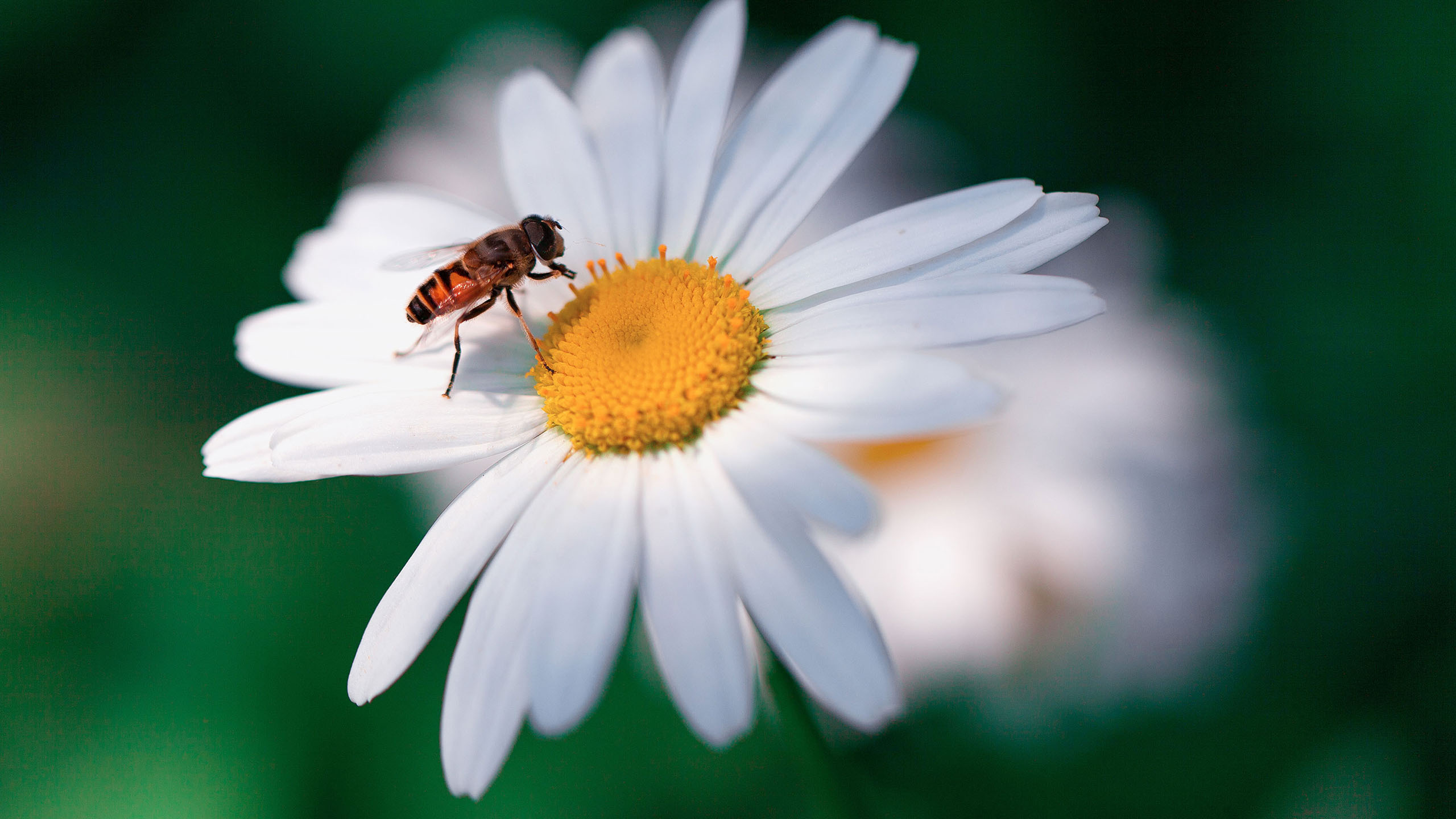 鸟语花香,蜜蜂,小雏菊