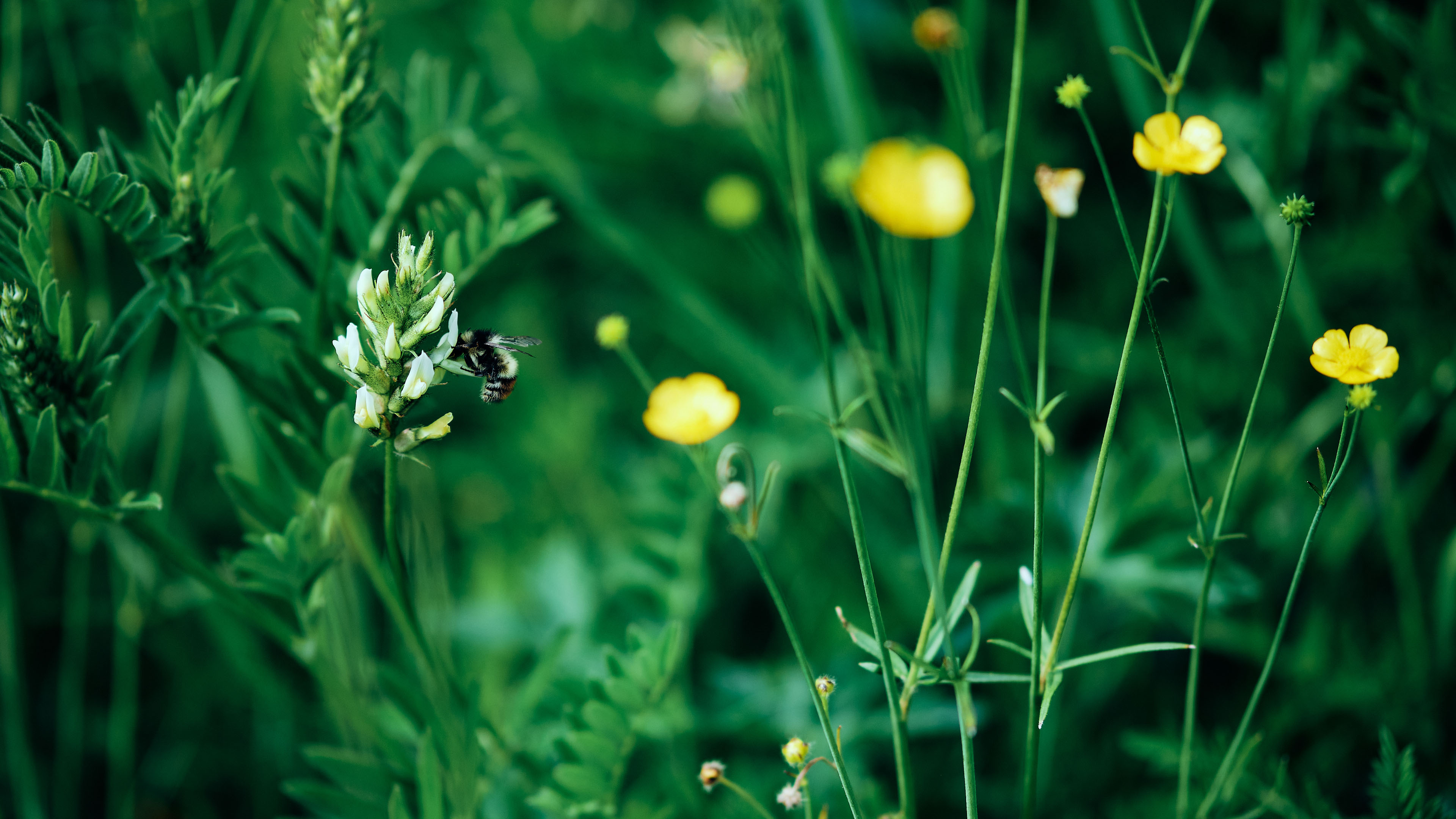 护眼壁纸,花丛,草丛,蜜蜂,野花