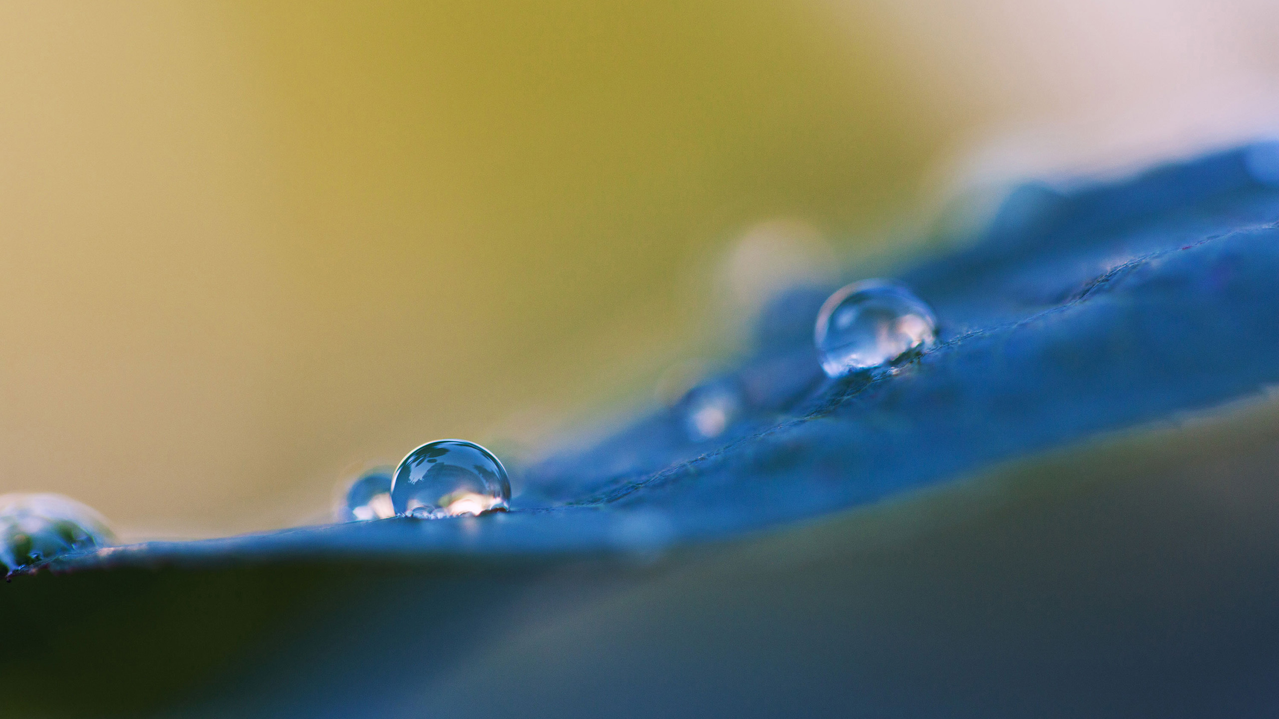 静物写真,水珠,露水