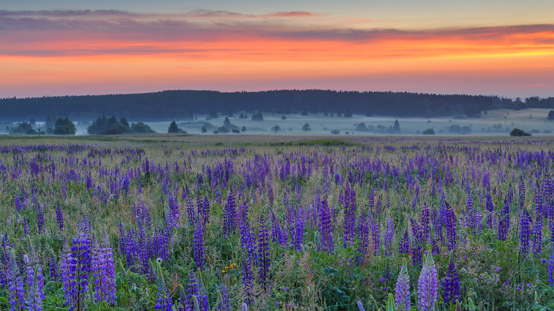 落日余晖,薰衣草,晚霞,红霞,原野