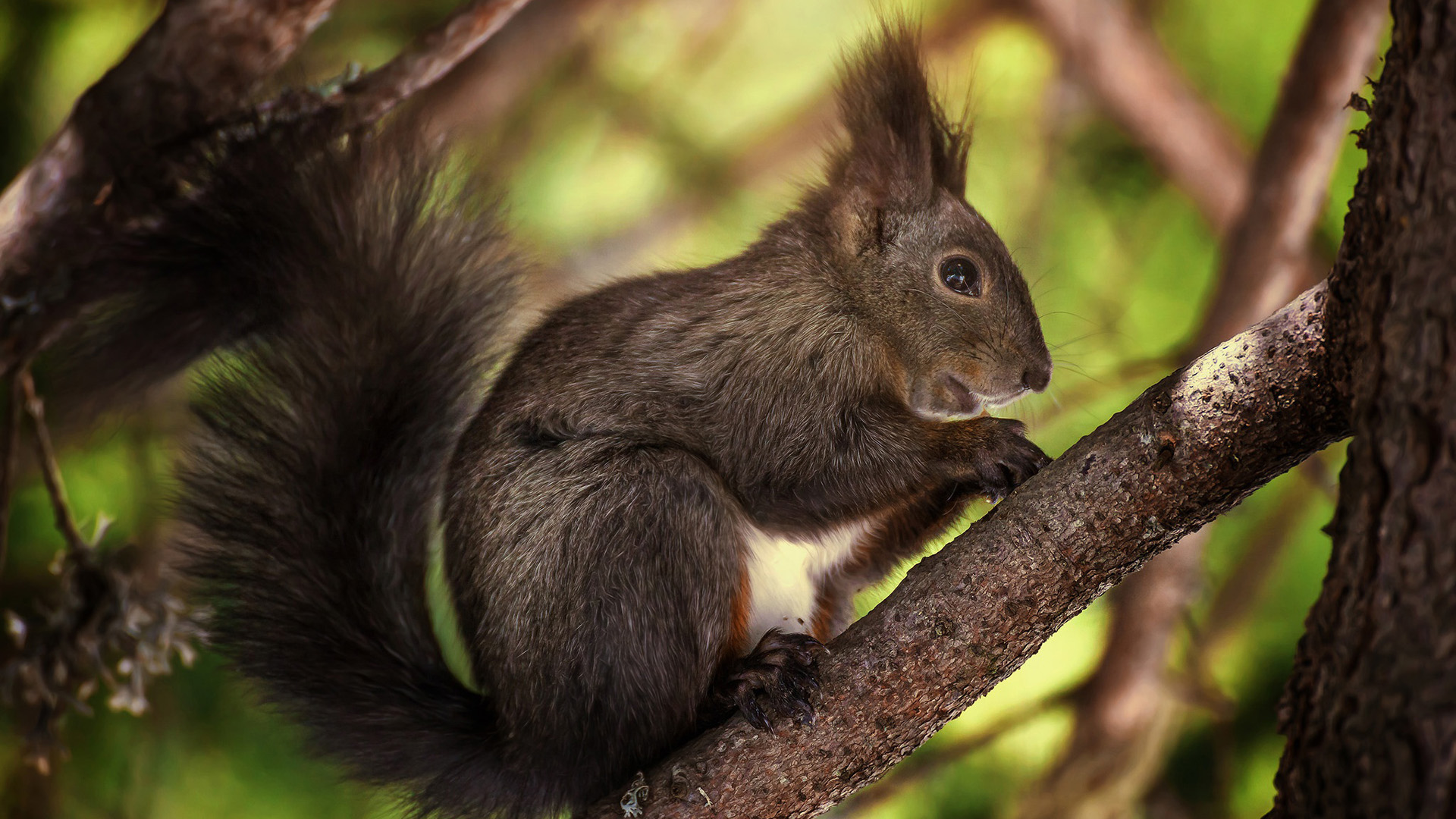 野生动物,松鼠,可爱