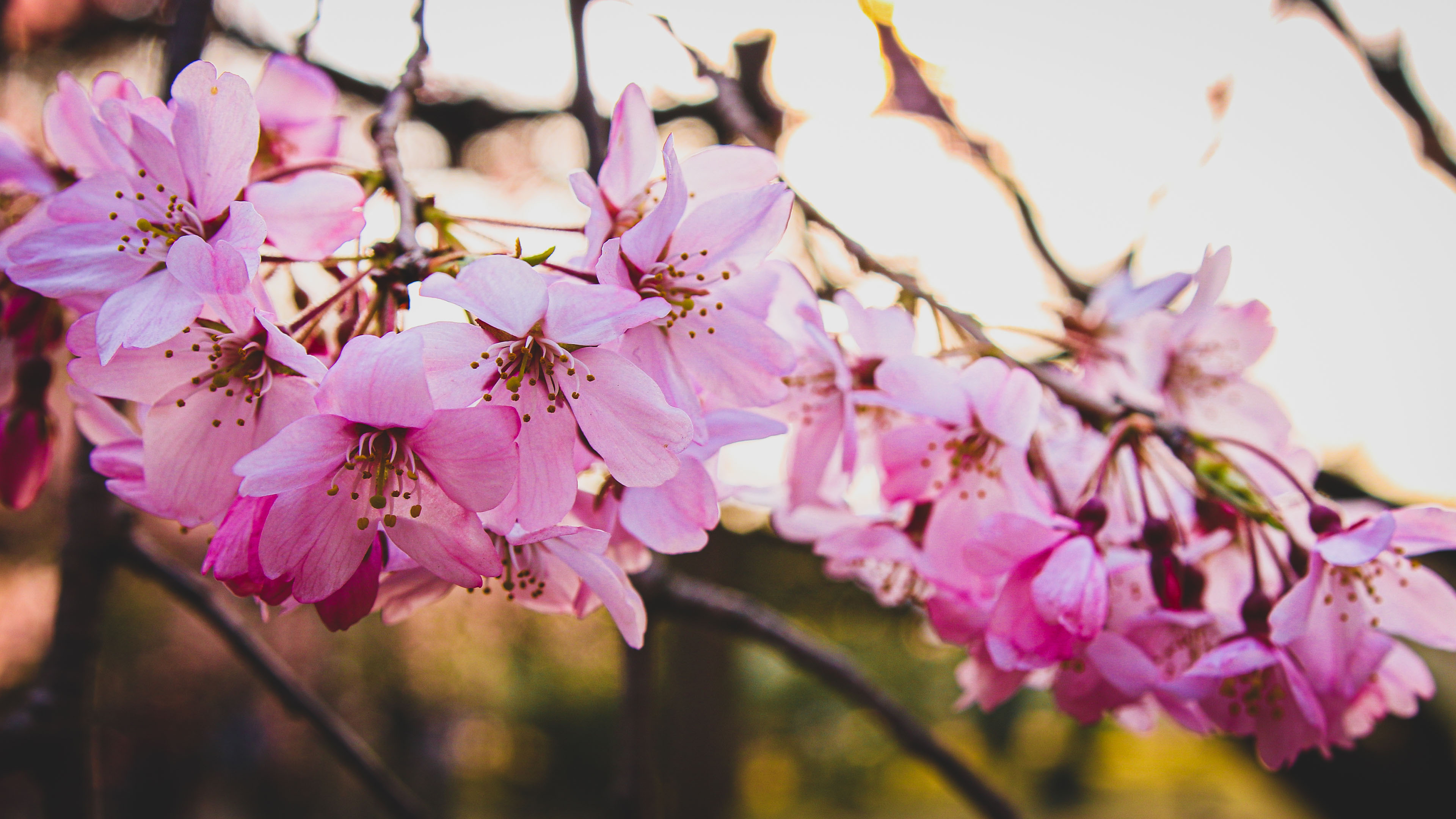 娇艳欲滴,樱花,春天,阳光,美丽