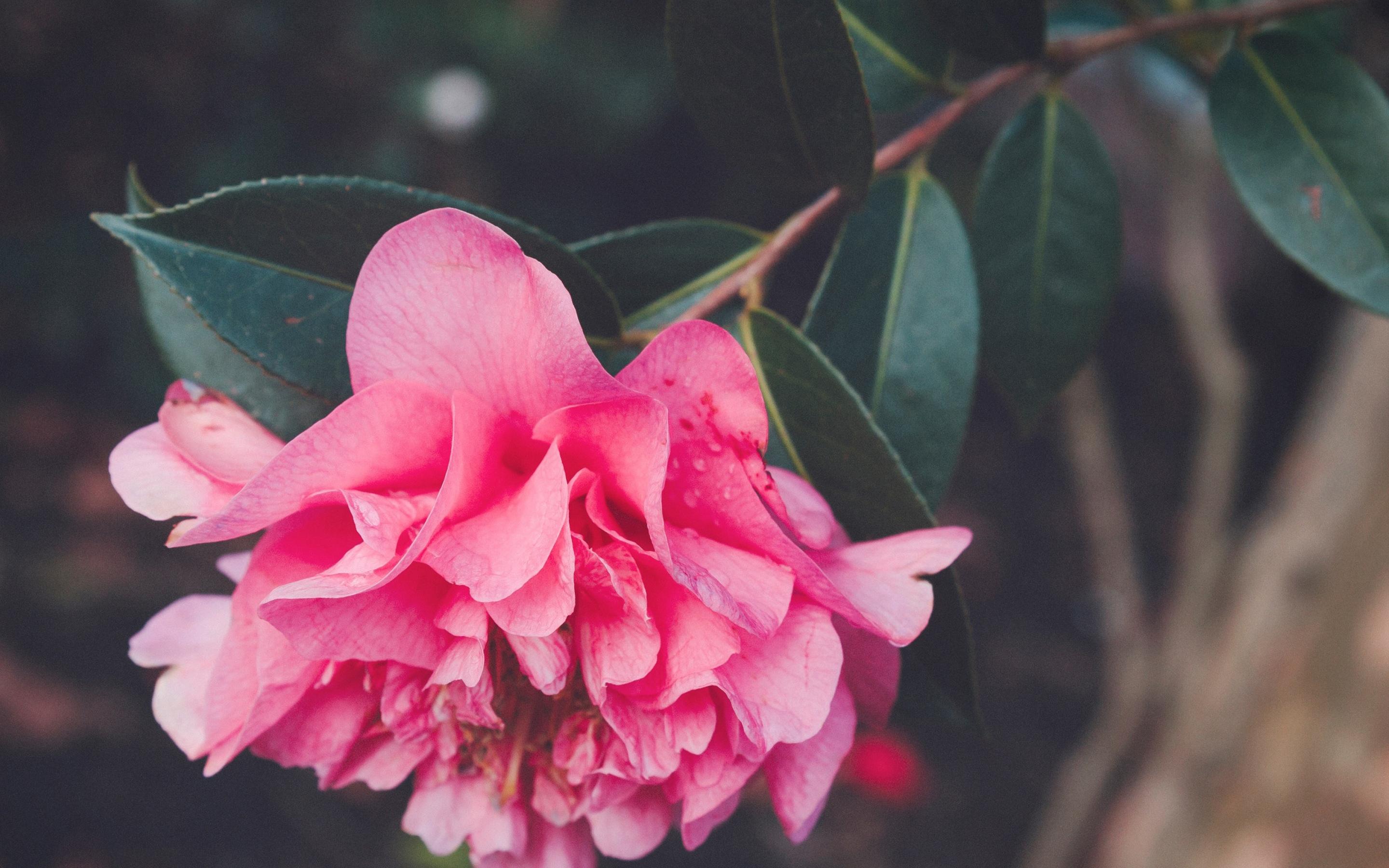 娇艳欲滴,,迷人,,花朵,,红色,,,