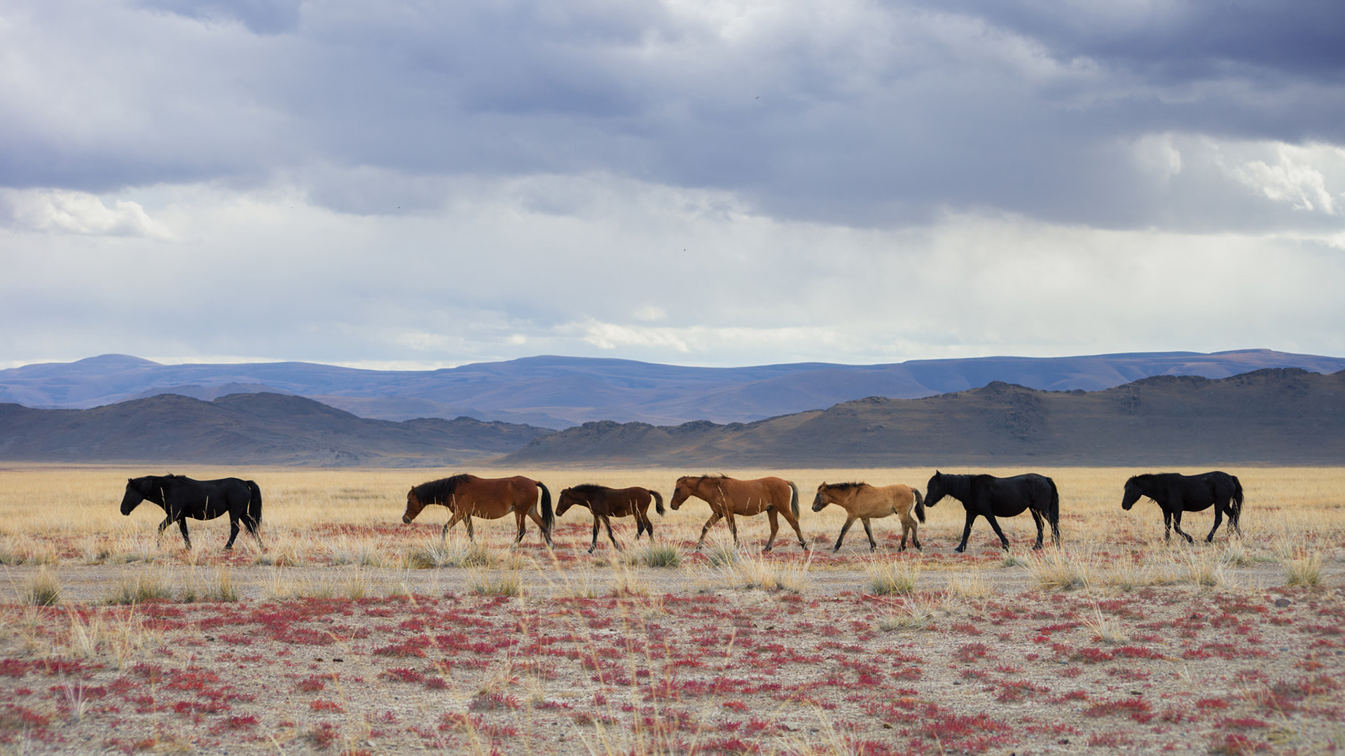 自然风光,野马,马群,草原