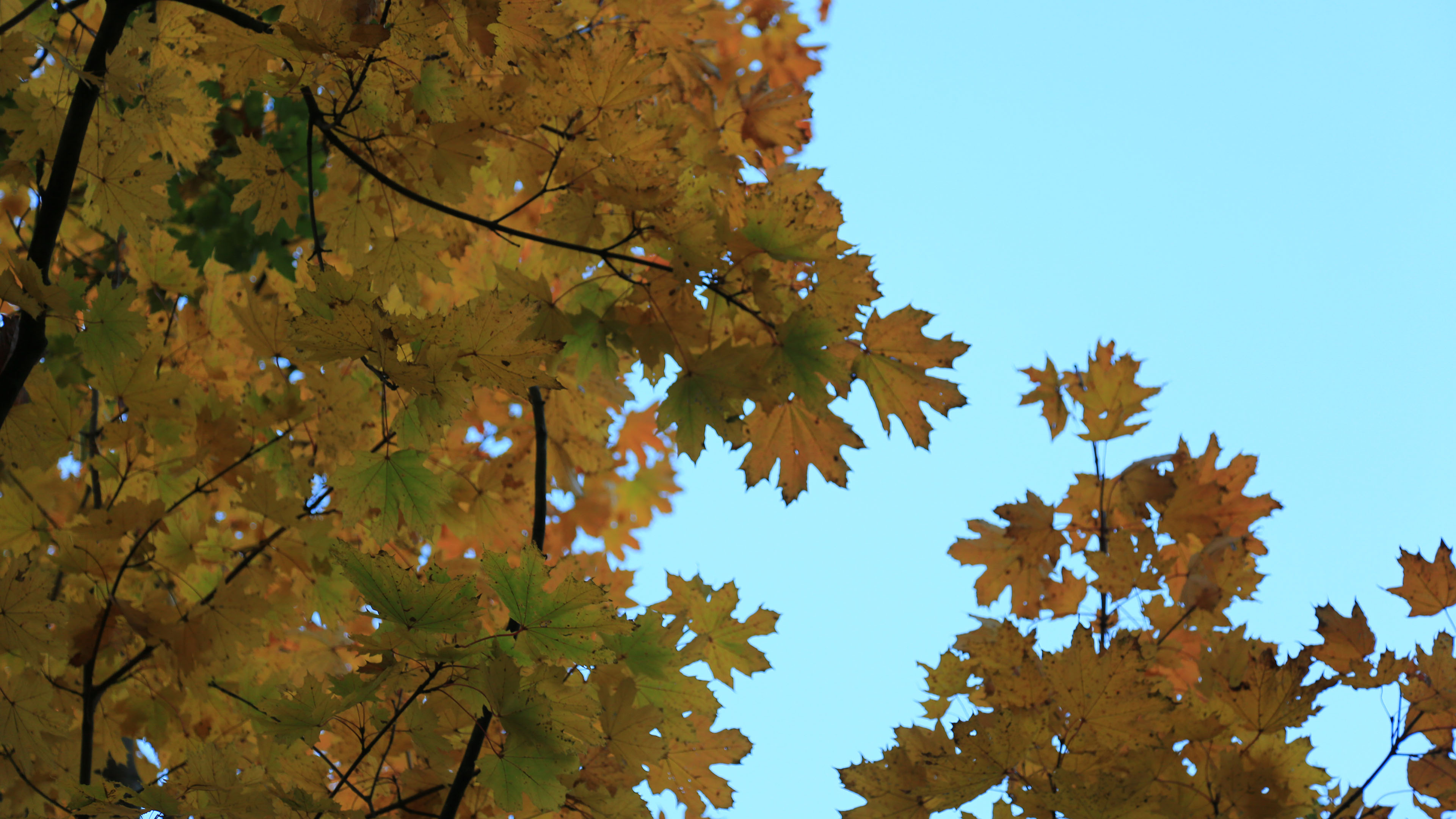 秋意正浓,树叶,梧桐树,黄叶,天空