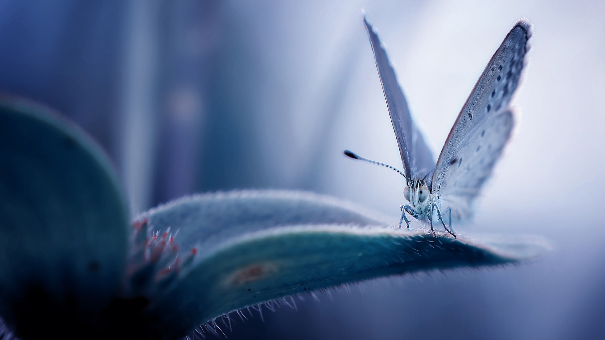 野生动物,蝴蝶,花丛,昆虫