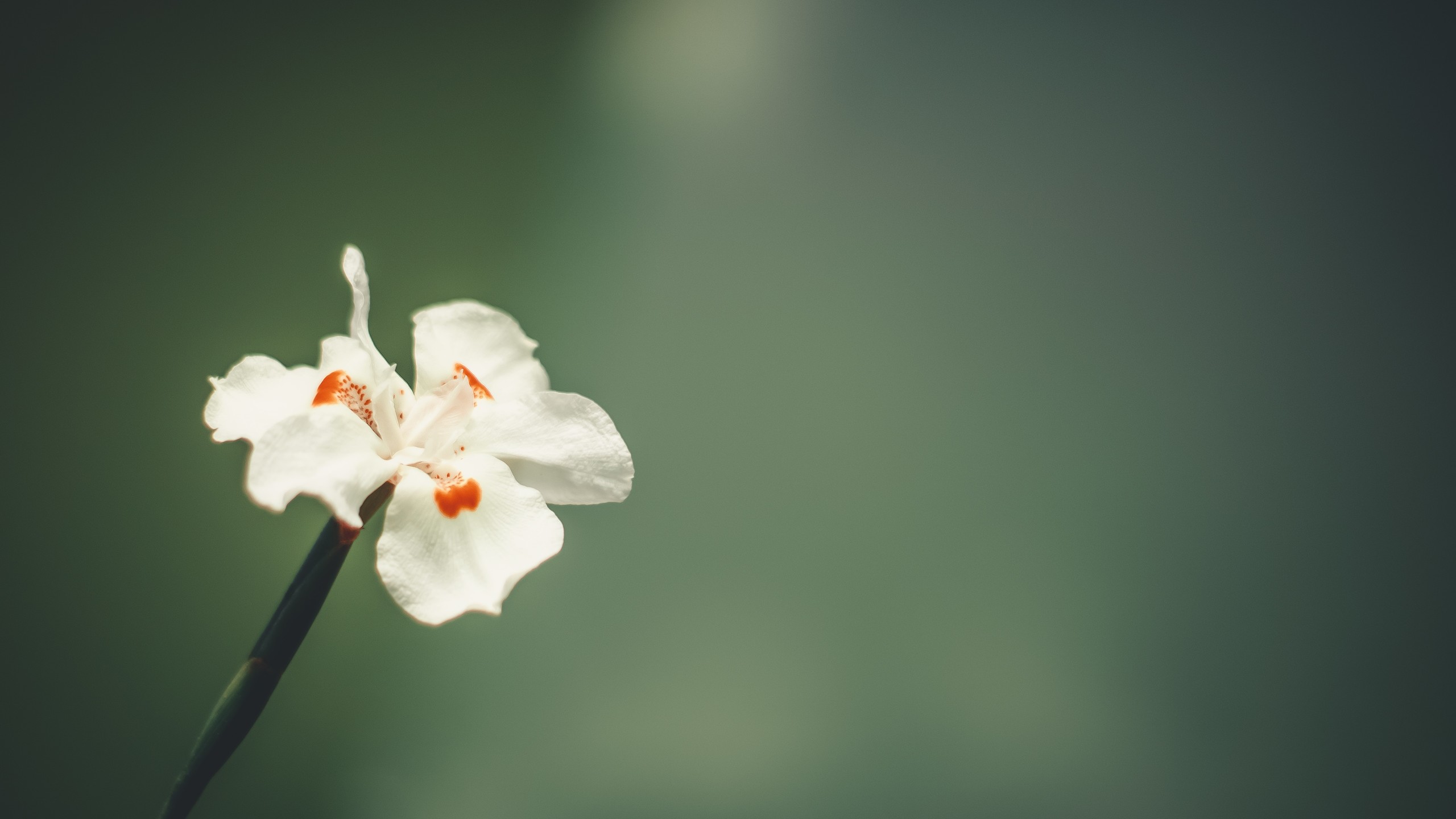 娇艳欲滴,鲜花,花瓣,花蕊