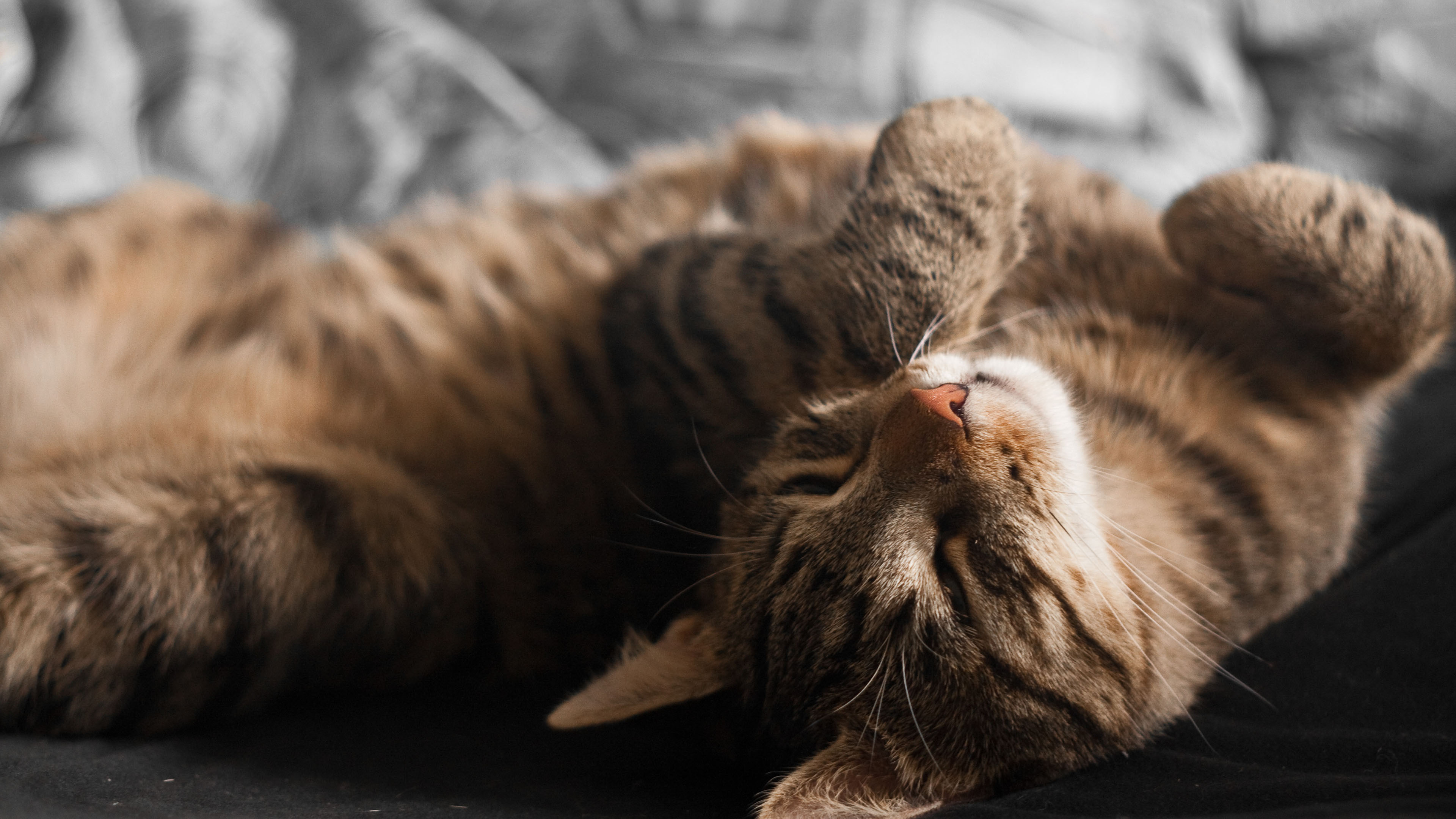 喵星人,可爱,猫咪,伸懒腰