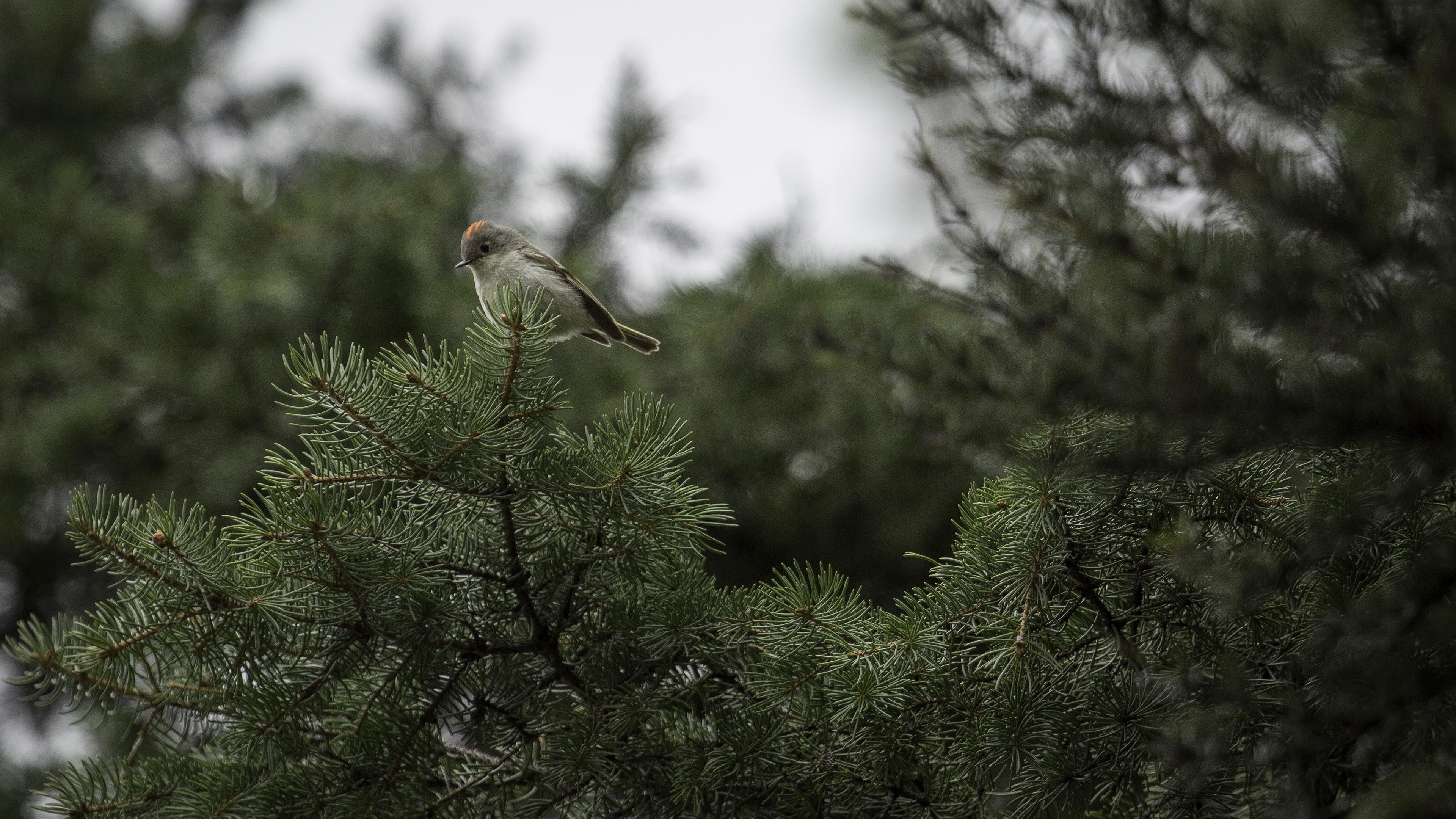 小鸟天地,枝头,松树,树梢