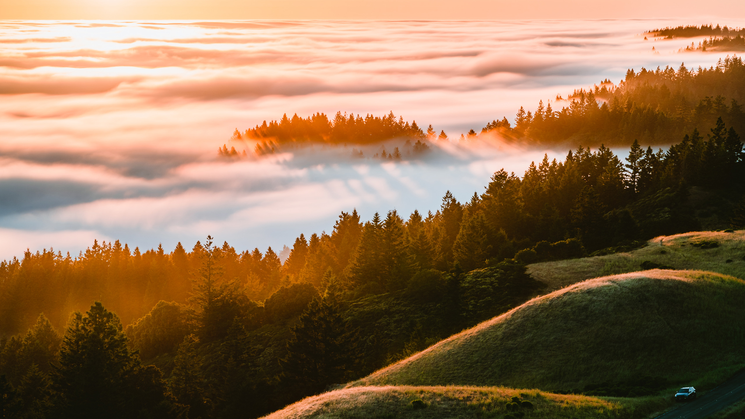 秋意正浓,树林,云海,日出,山坡