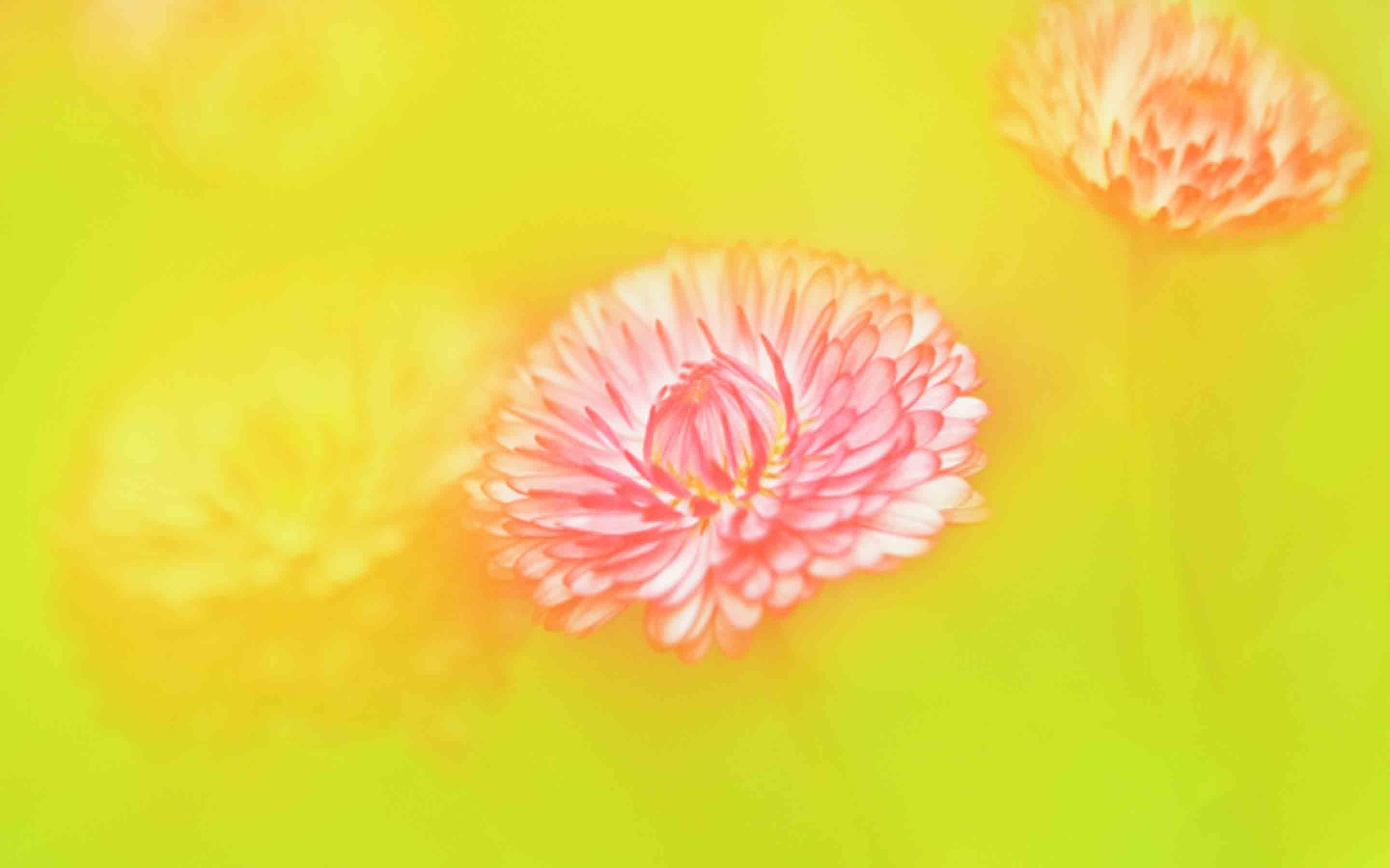 清新淡雅,,金秋,,唯美,,菊花