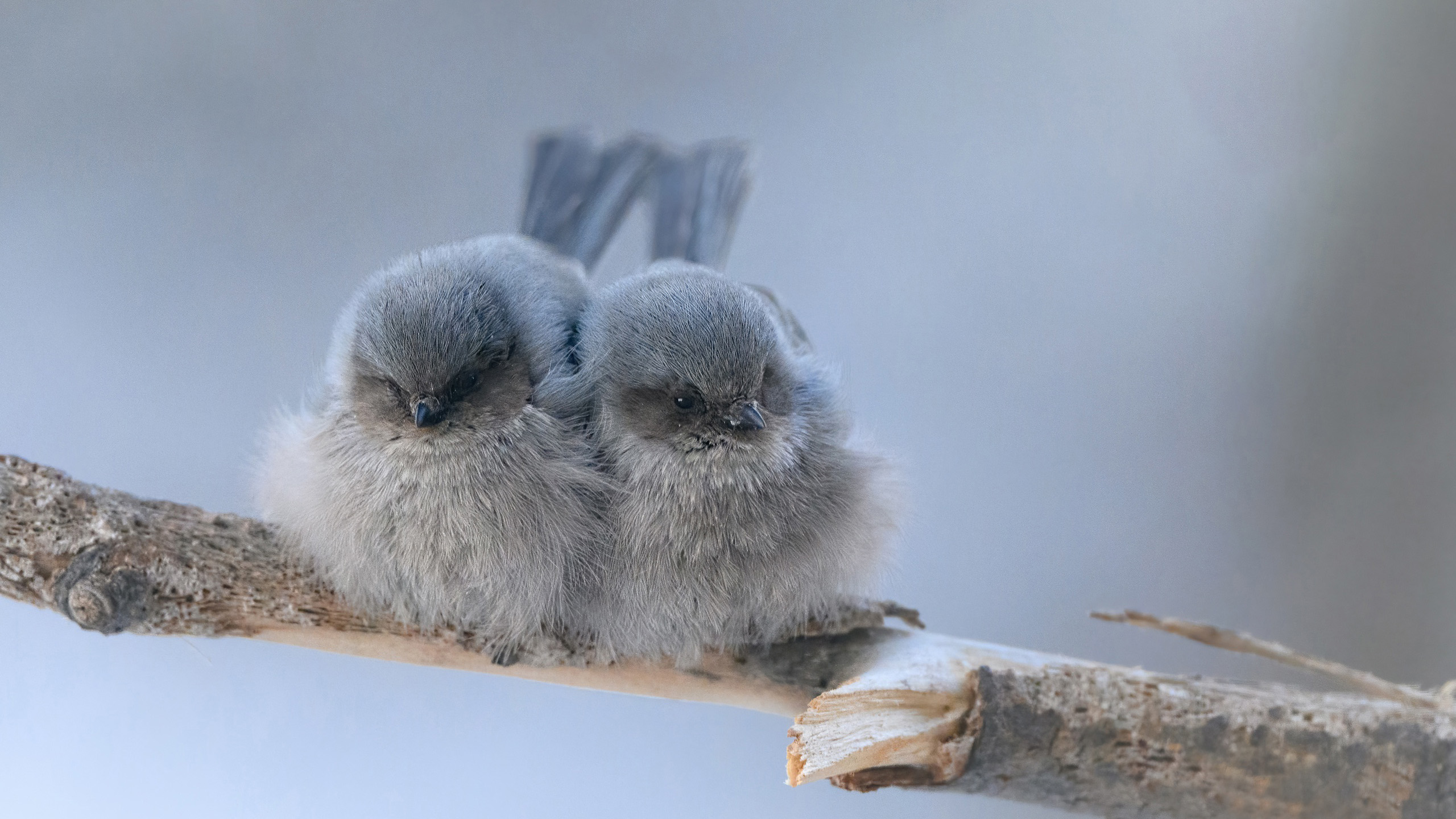 小鸟天地,一对小鸟,可爱,毛茸茸