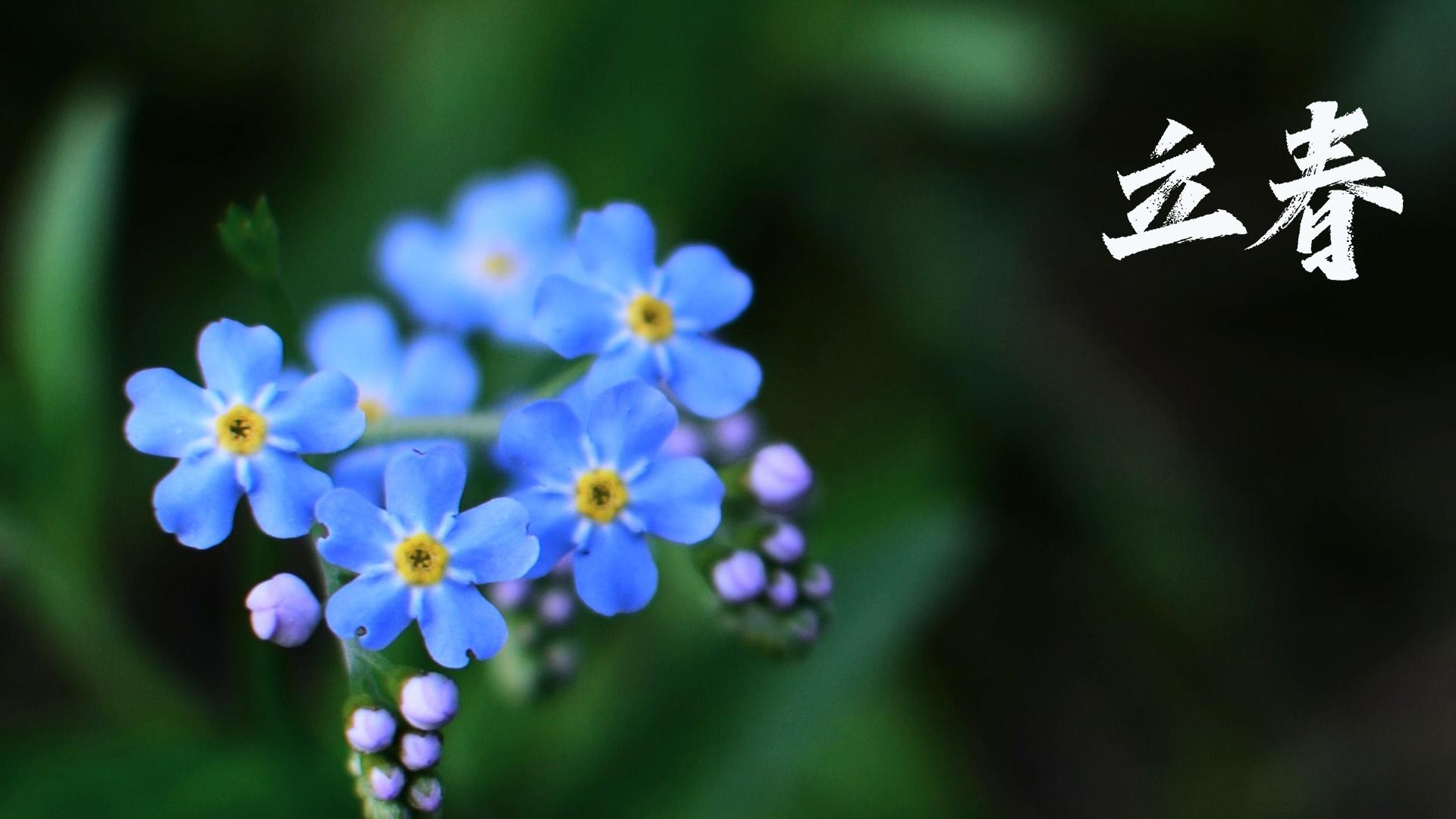 清新淡雅,,,紫色,,小花,,护眼,,