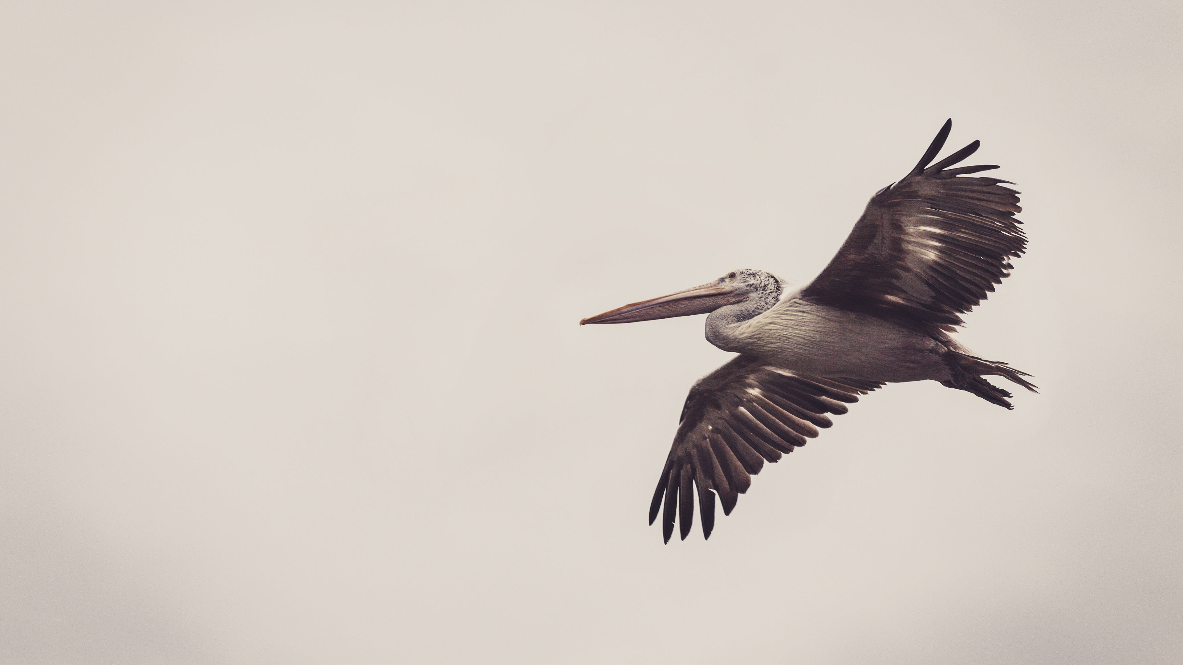 小鸟天地,海鸥,飞翔,翱翔