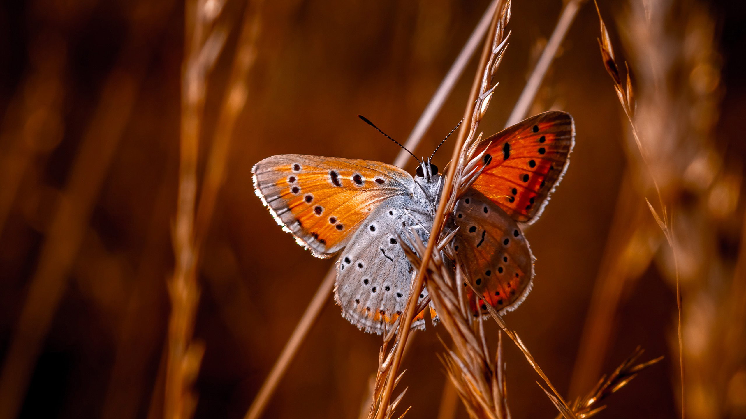 野生动物,蝴蝶,芦苇