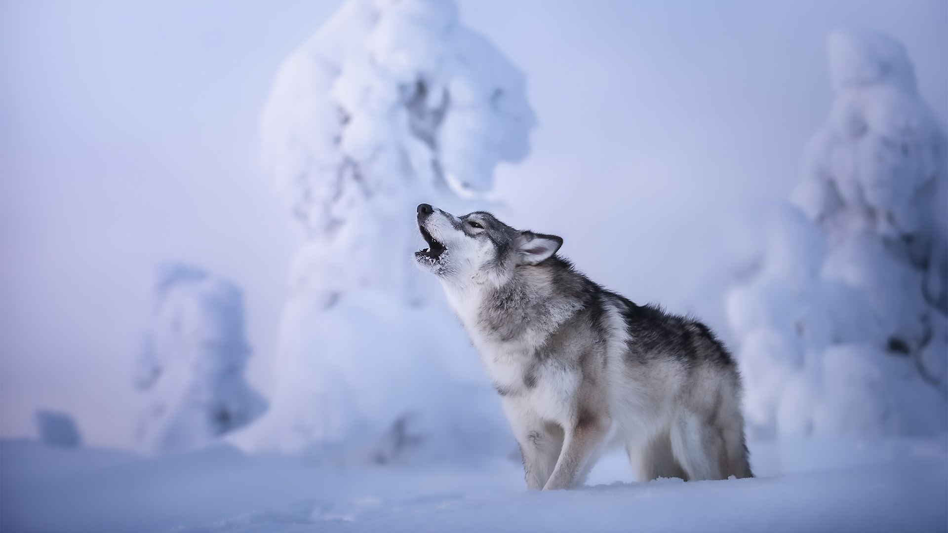 汪星人,哈士奇,雪地