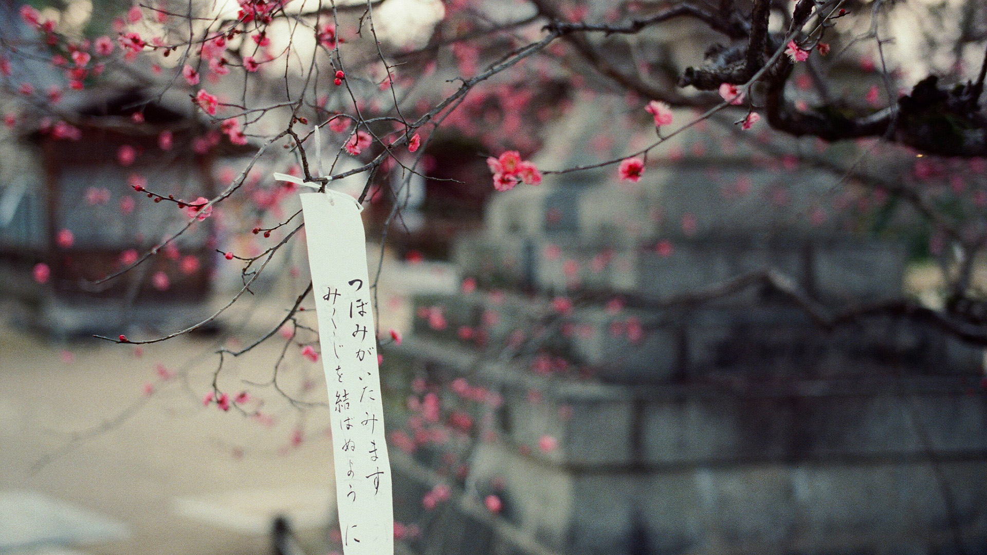 鸟语花香,梅花,字条,祝福,清新,淡雅