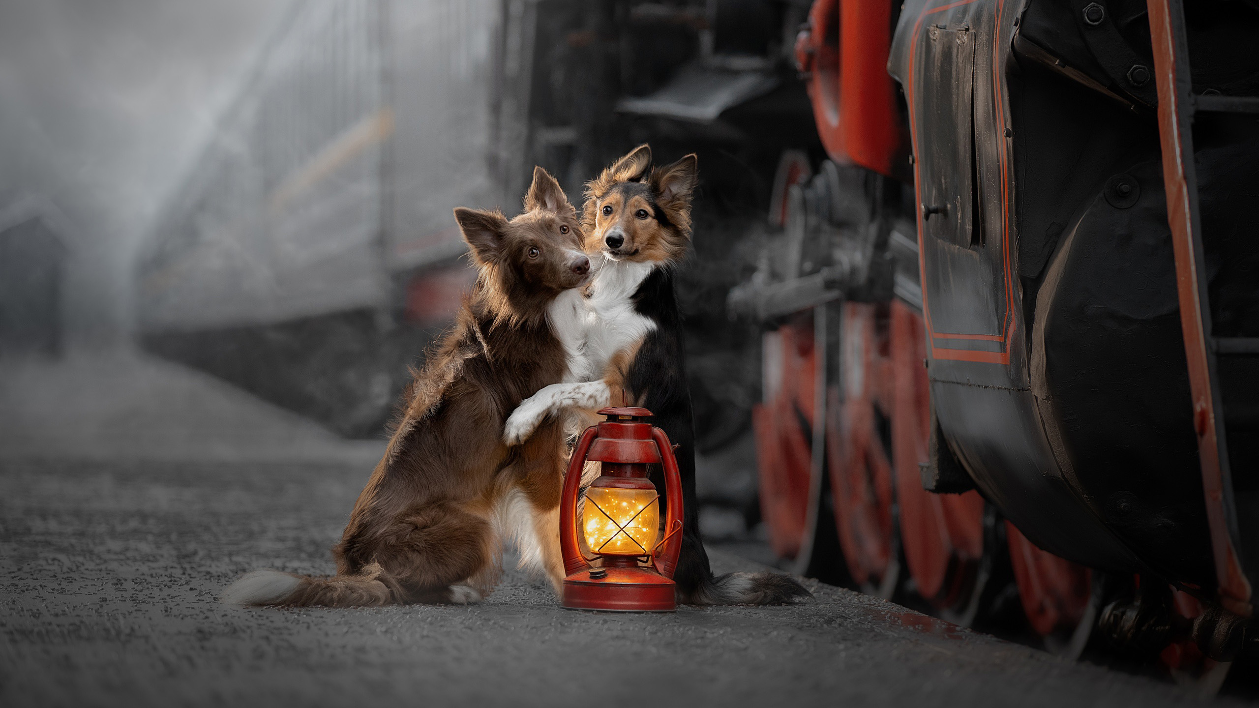 汪星人,煤油灯,火车,取暖,两只狗狗