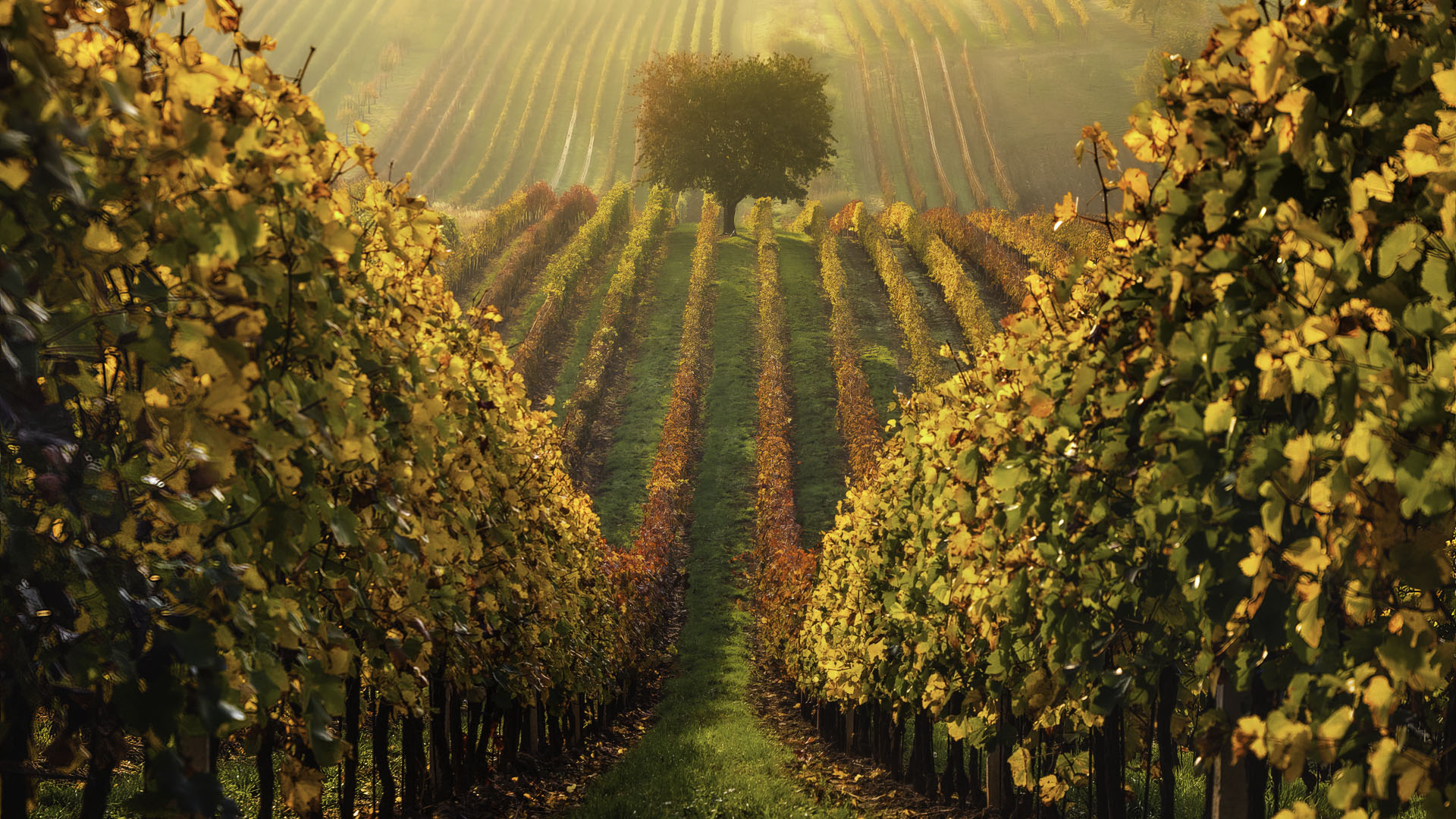 秋意正浓,庄园,草地,收获