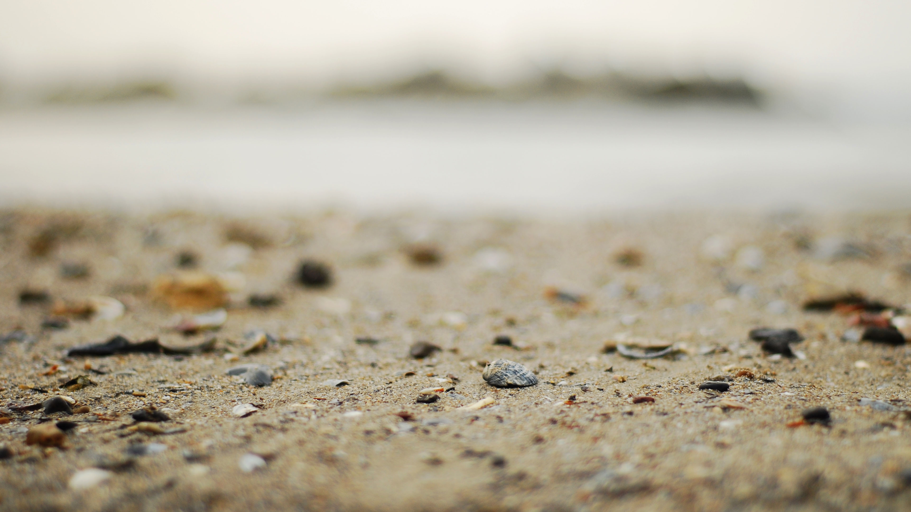 海洋天堂,贝壳,沙滩,海滩