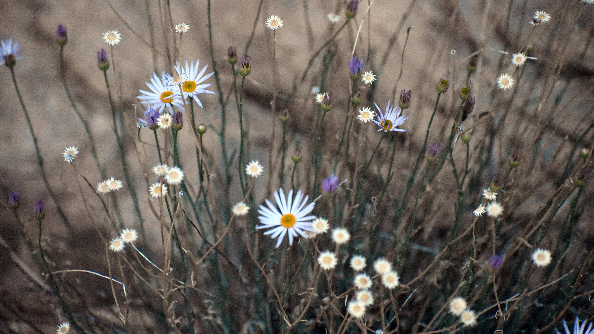 鸟语花香,小野菊,雏菊,菊花